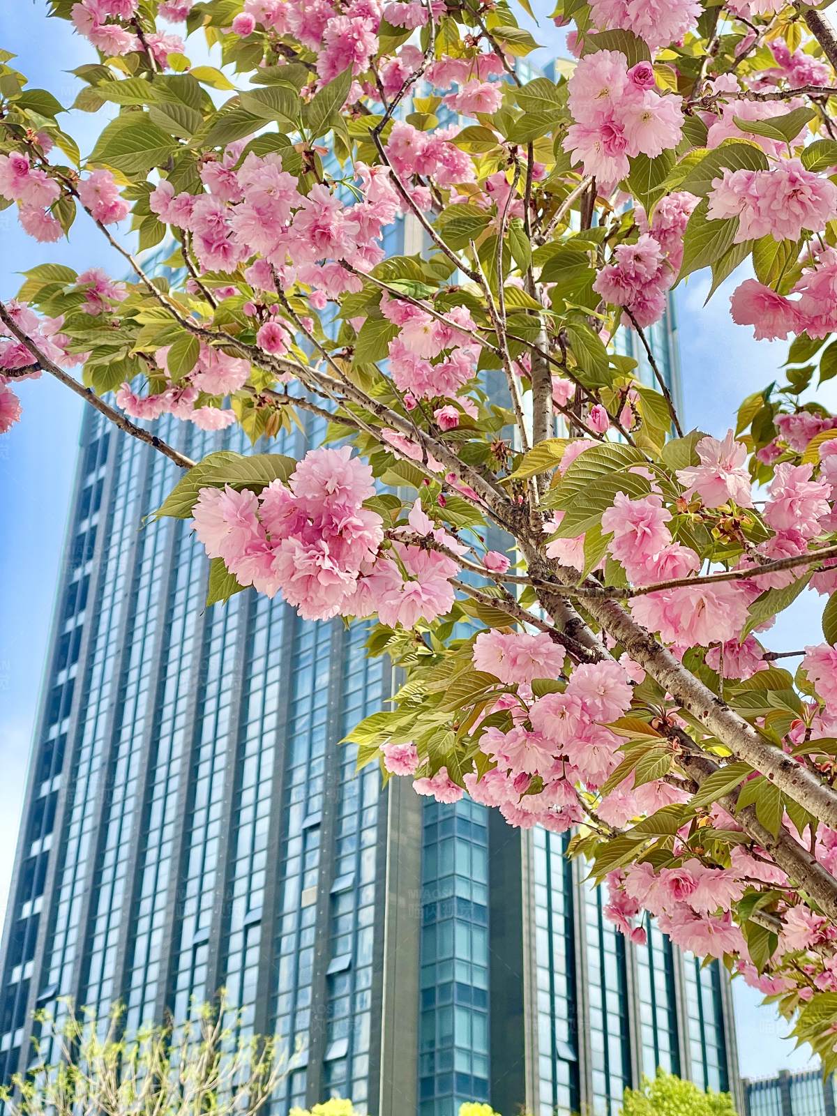 城市春色 櫻花與高樓
