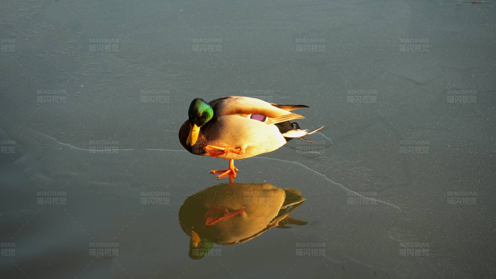 冰上獨鴨