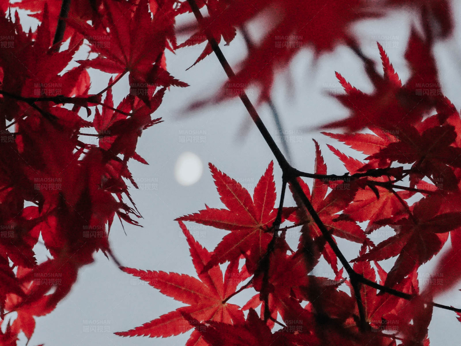 紅葉映月