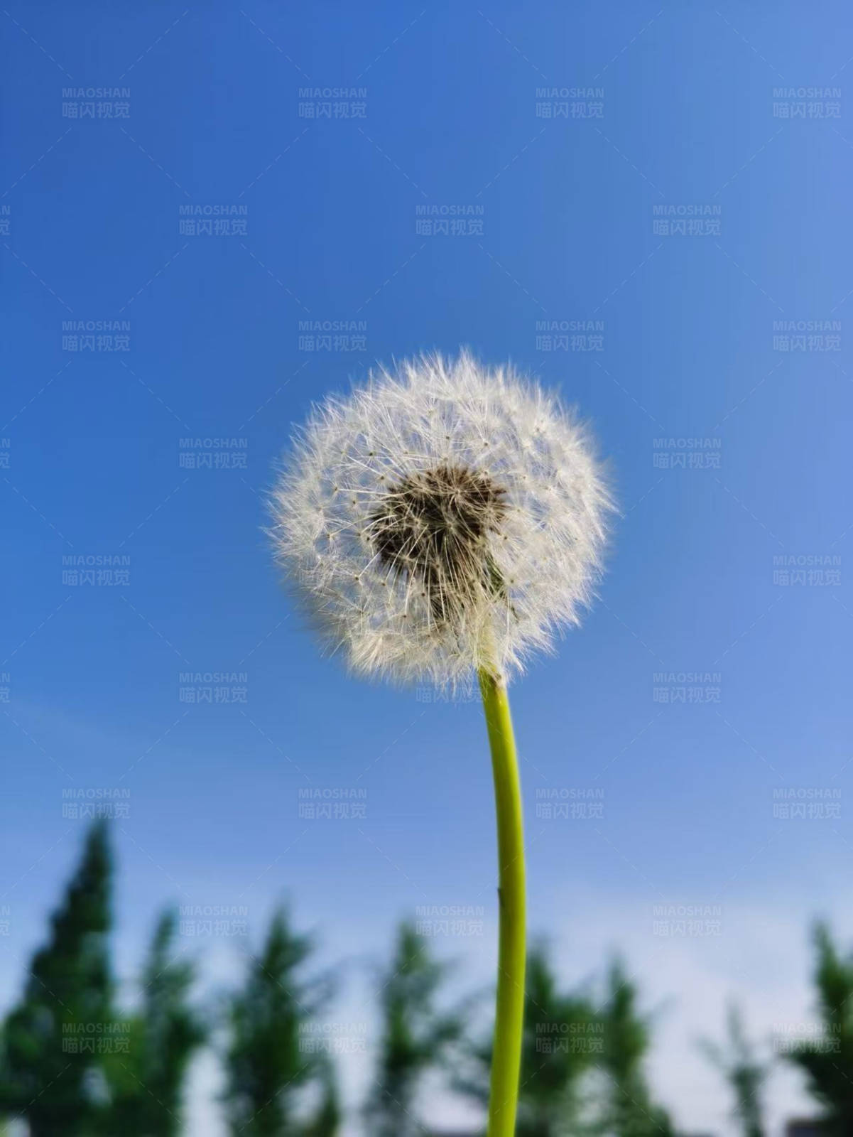 蒲公英與藍天