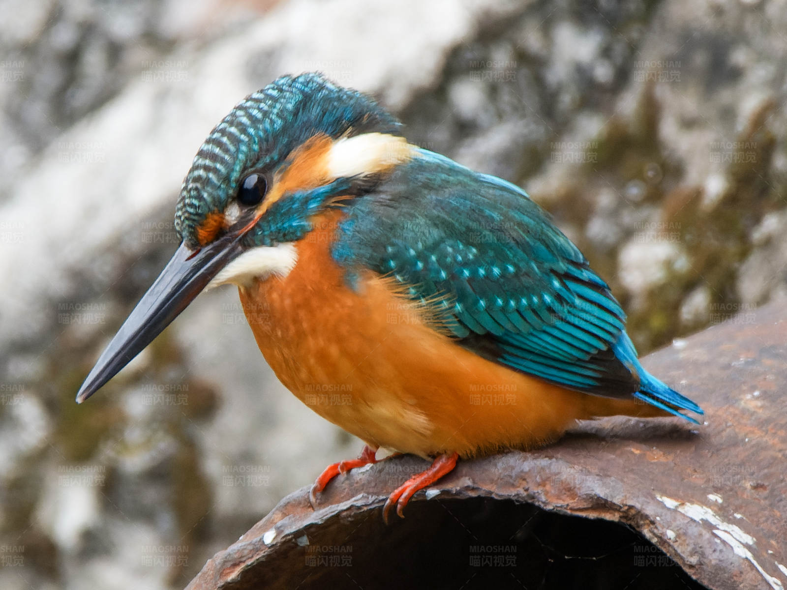 翠鳥棲息