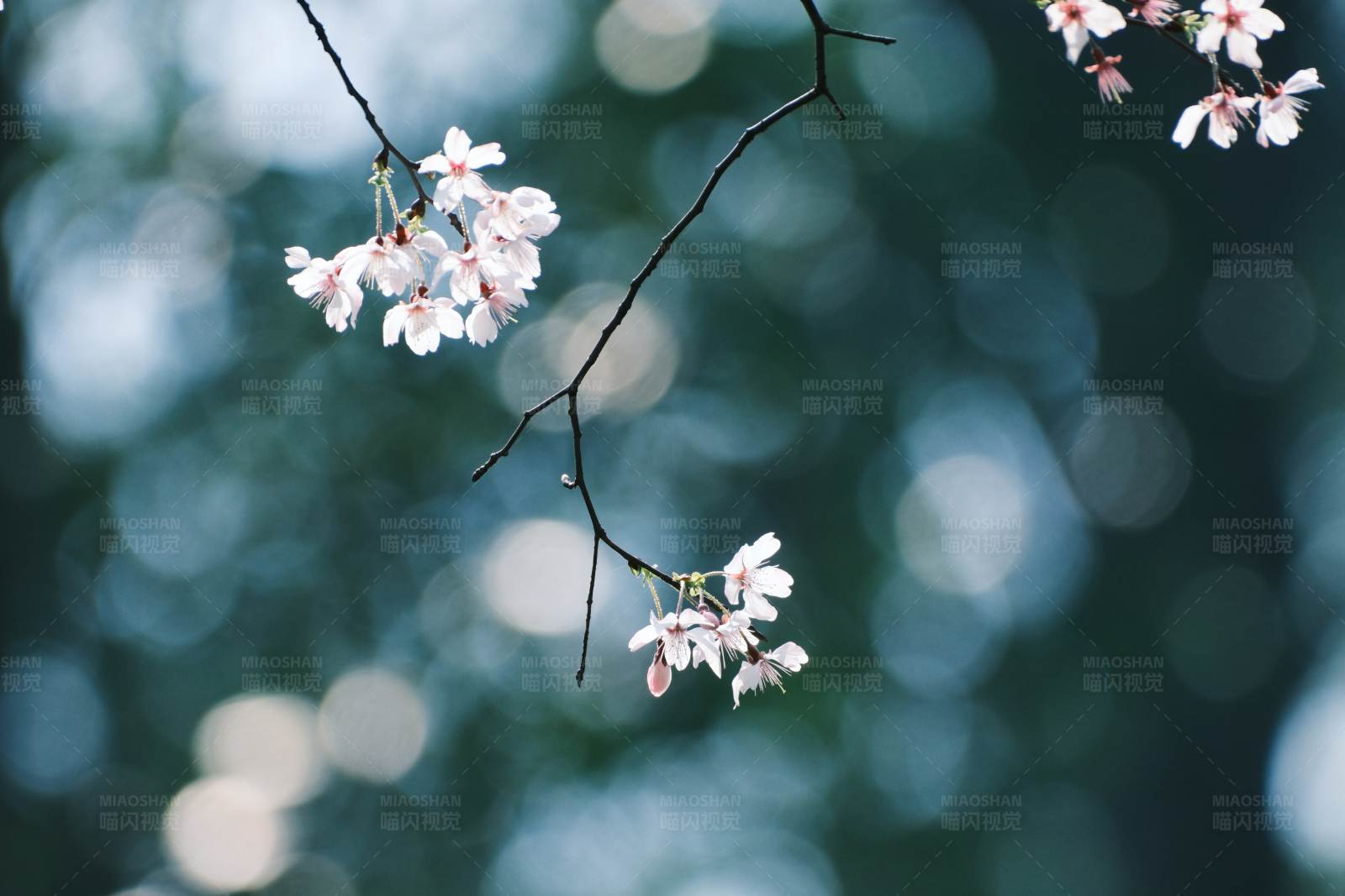春日櫻花綻放