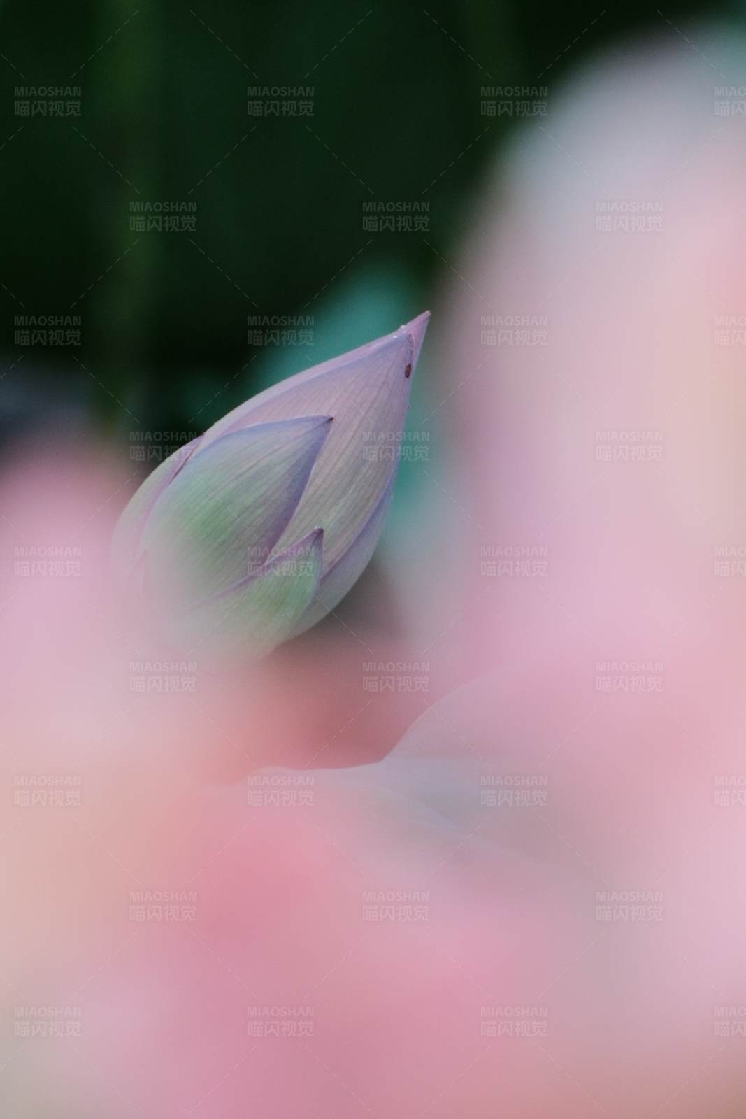 含苞待放的蓮花