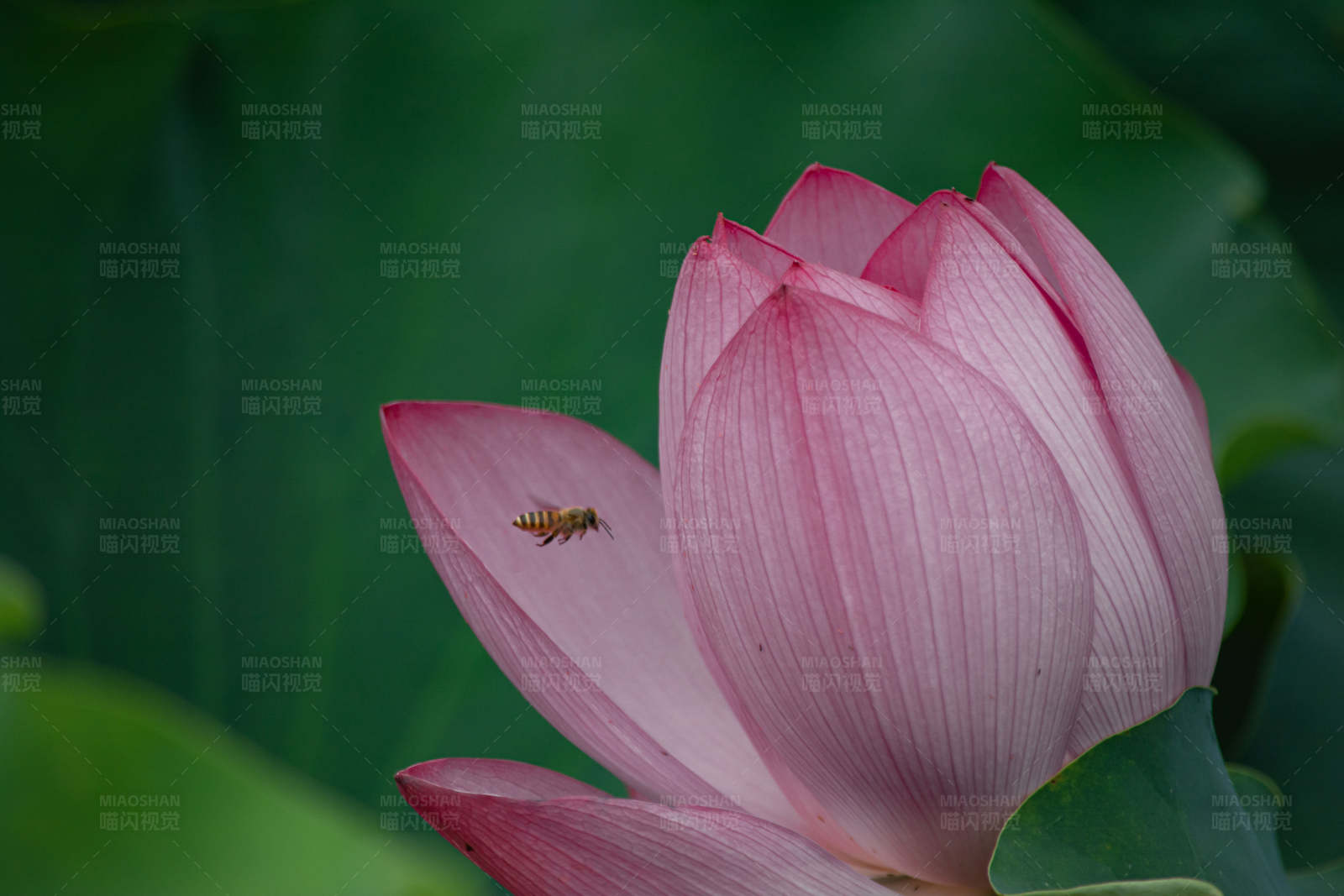 蜜蜂與蓮花