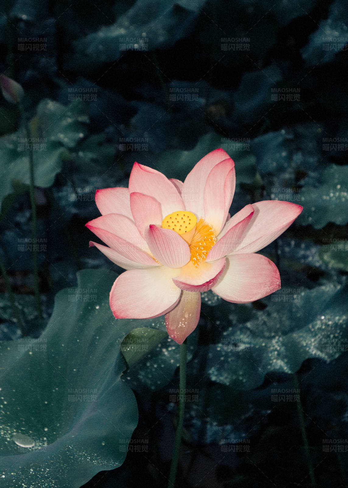 雨后荷花