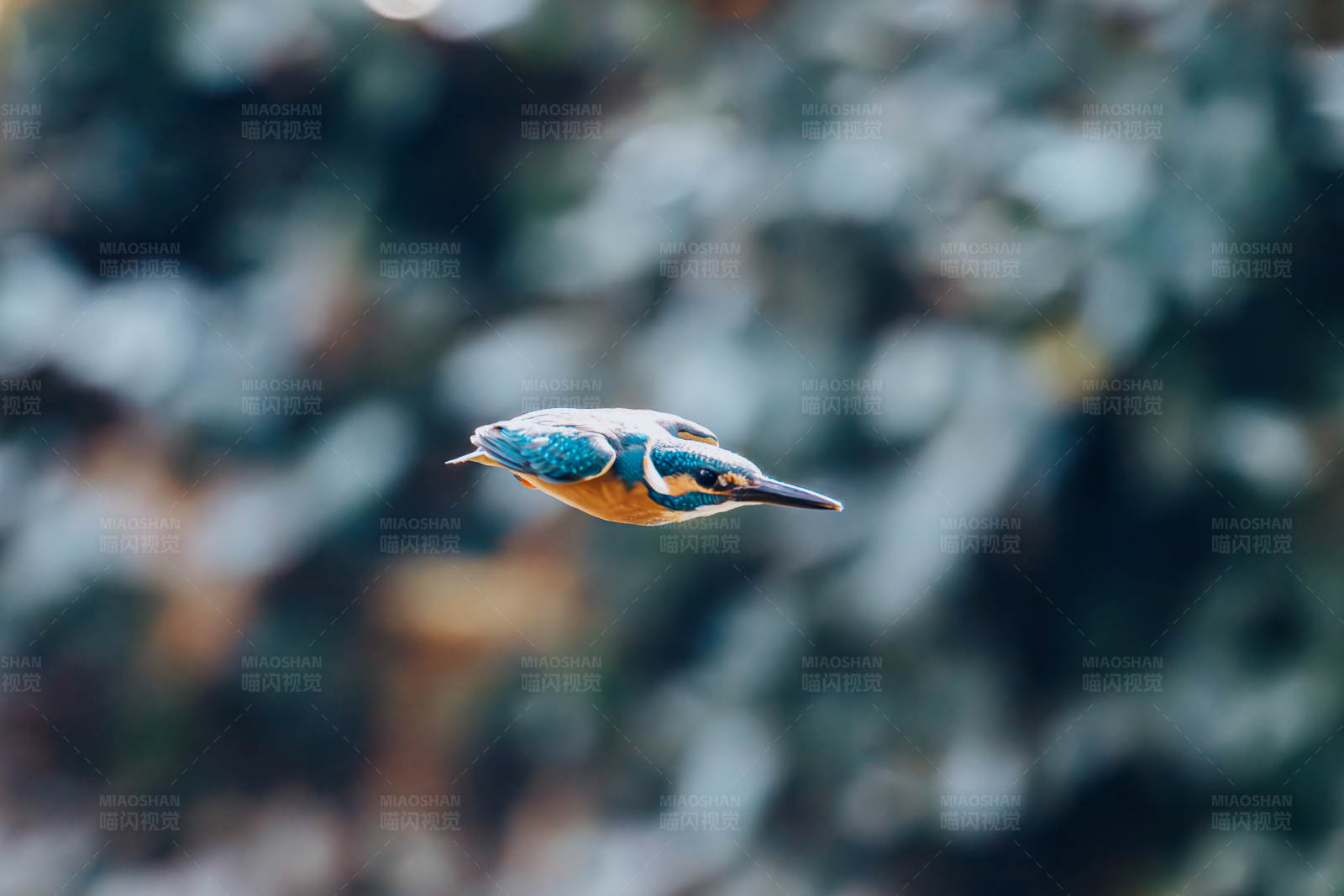 飛翔的翠鳥