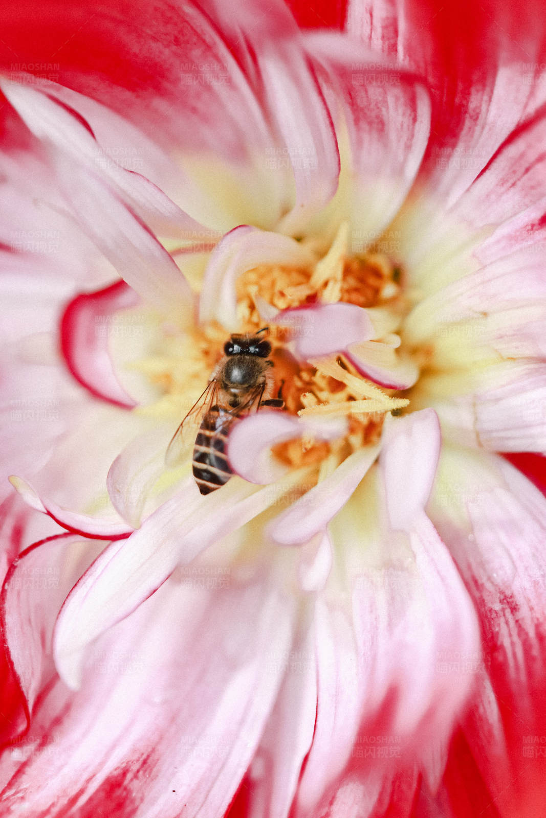 蜜蜂采蜜