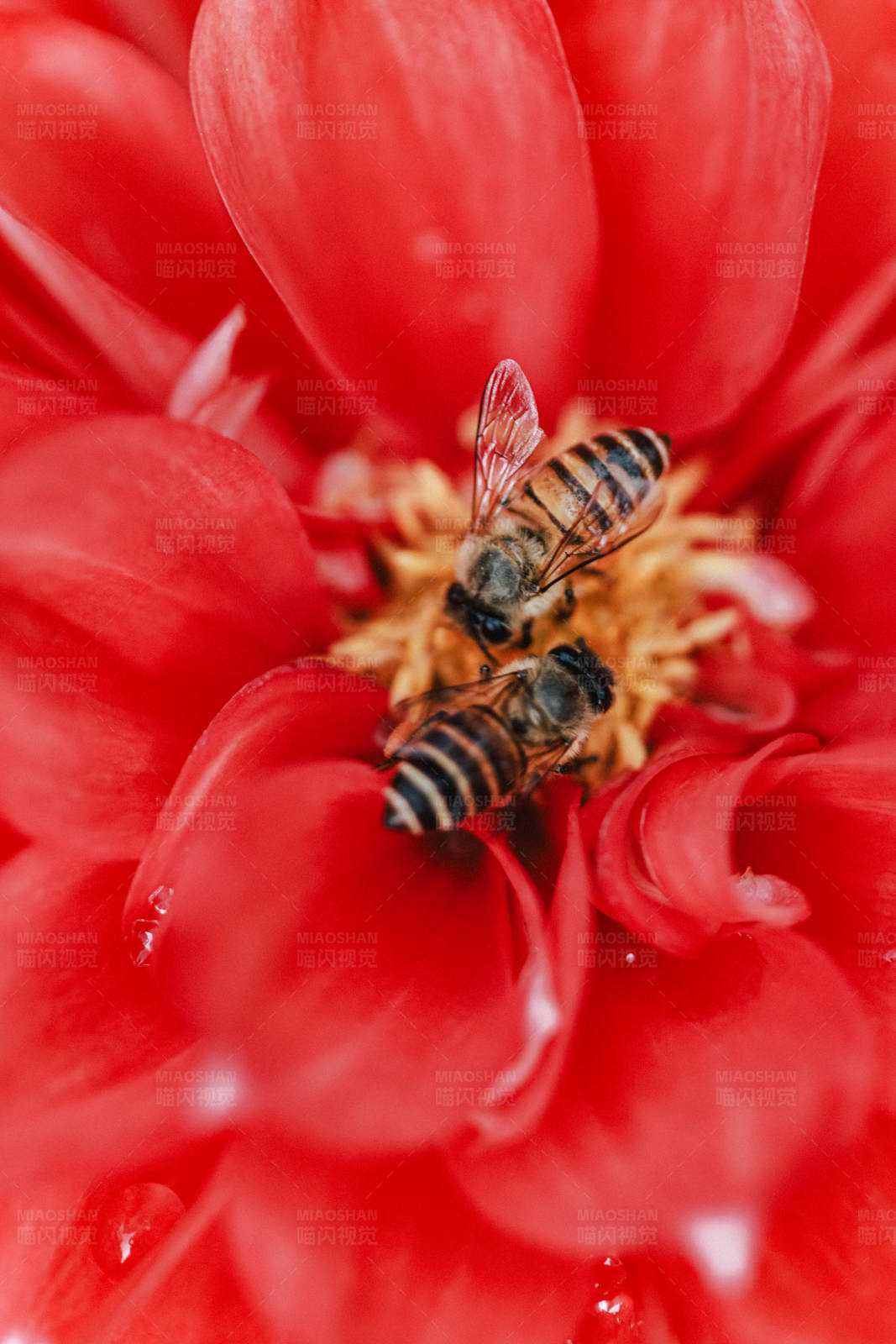 蜜蜂采蜜