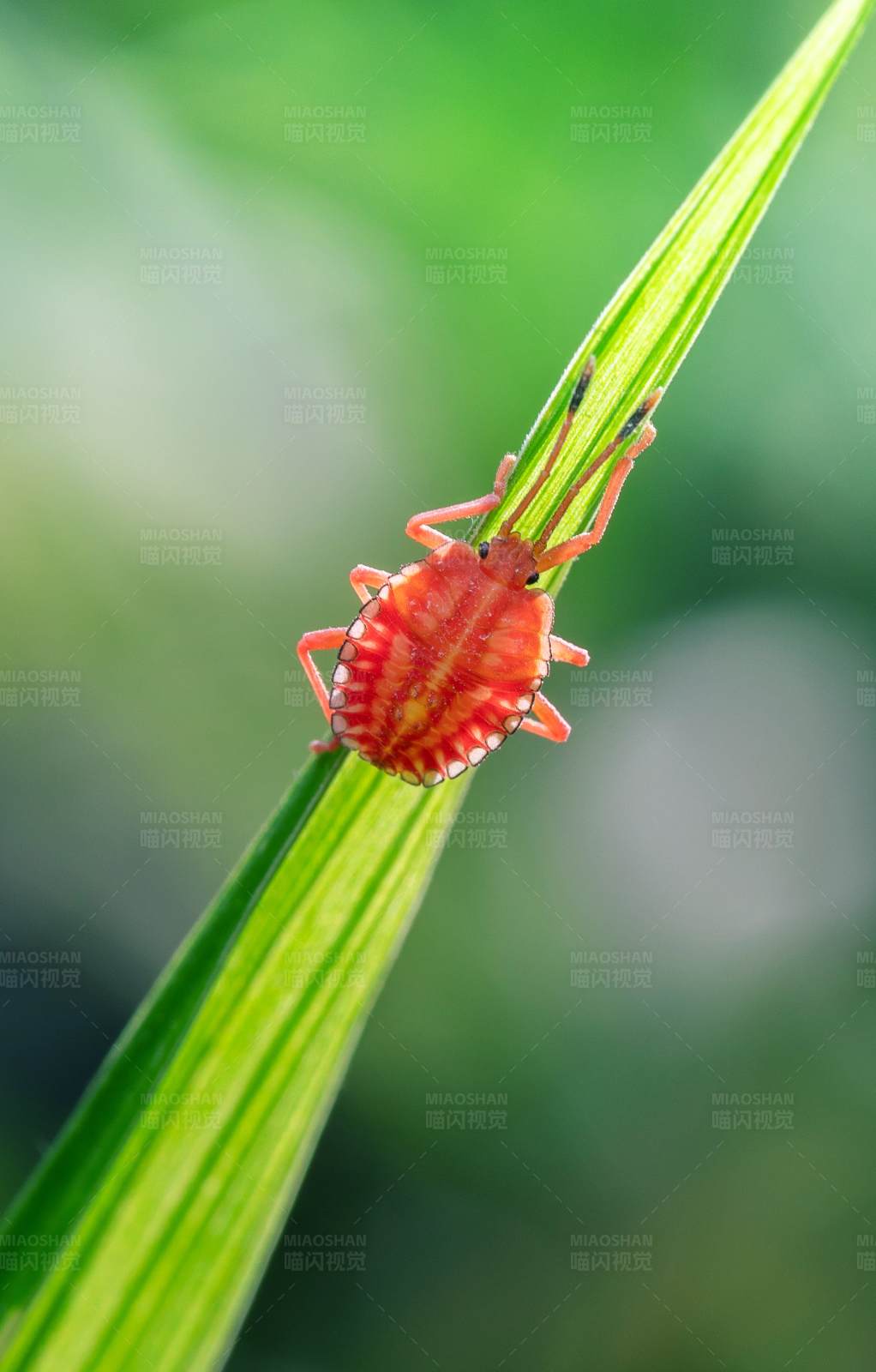 紅蟲棲息
