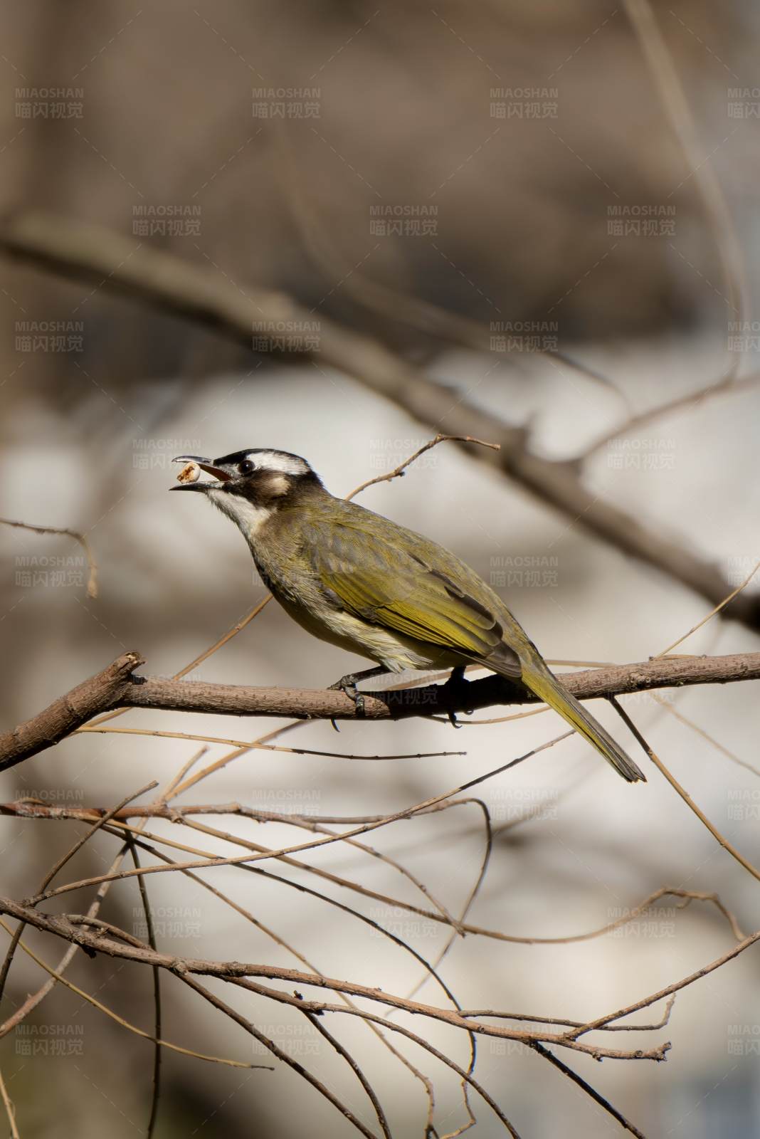 鳥兒棲息在樹枝上