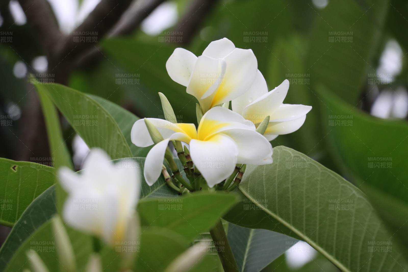 雞蛋花