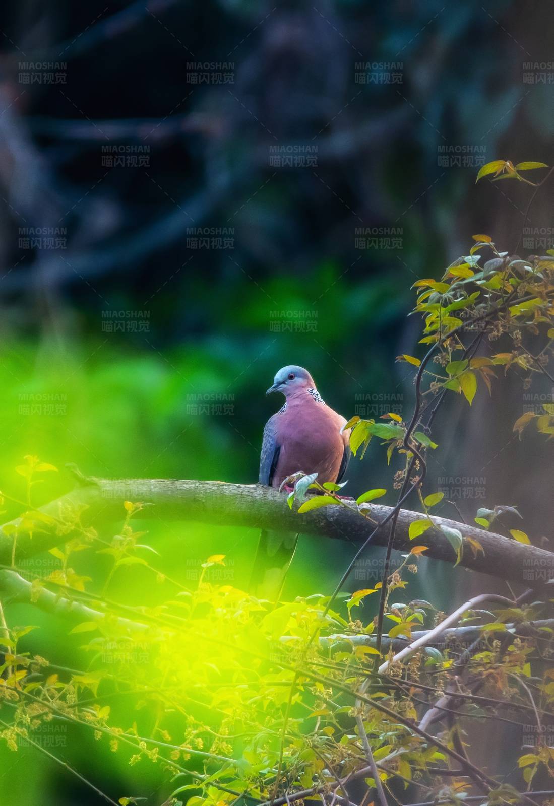 林間靜謐 鳥(niǎo)兒棲息