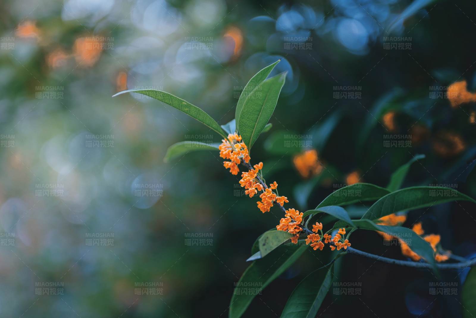 橙花綠葉