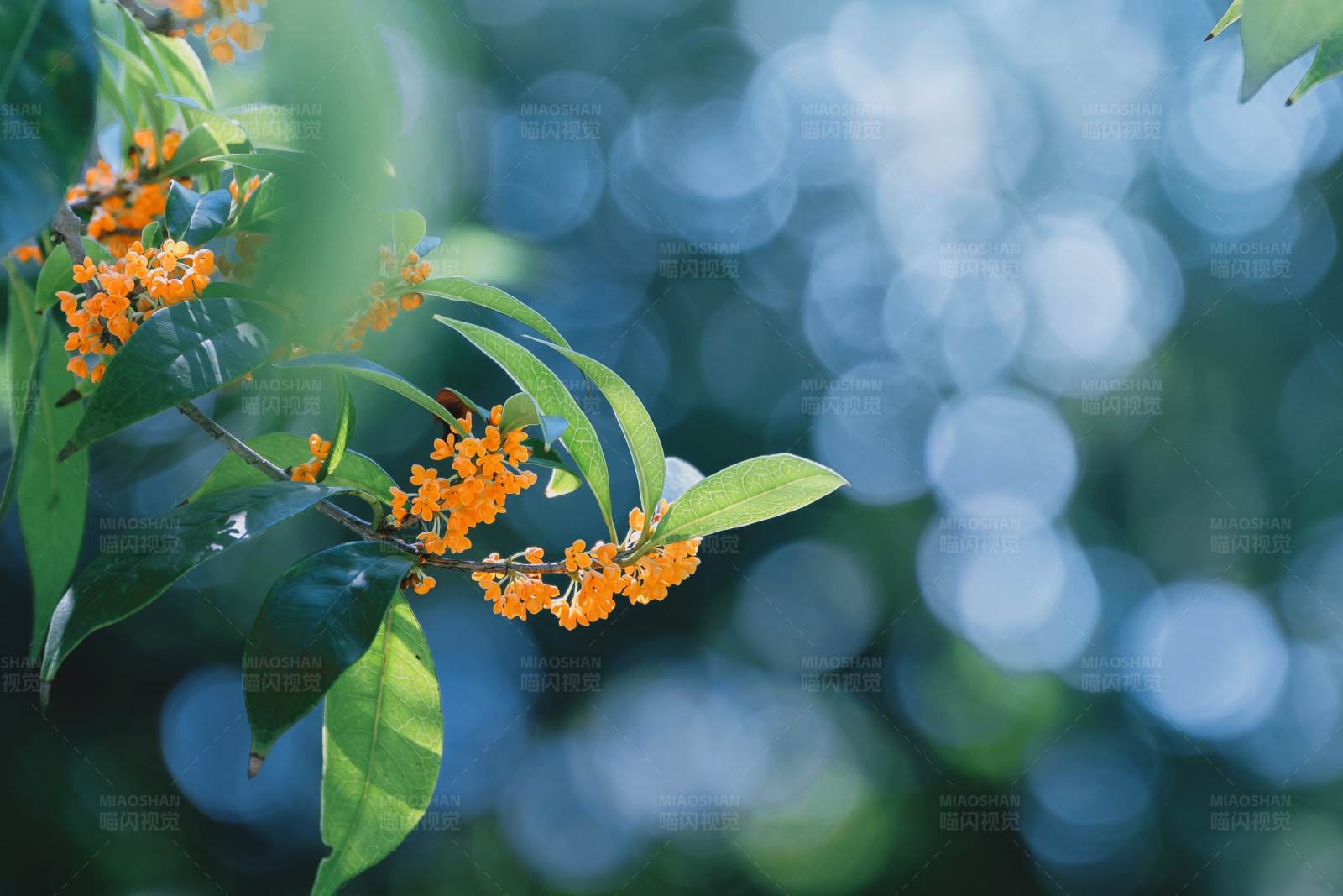 橙花綠葉