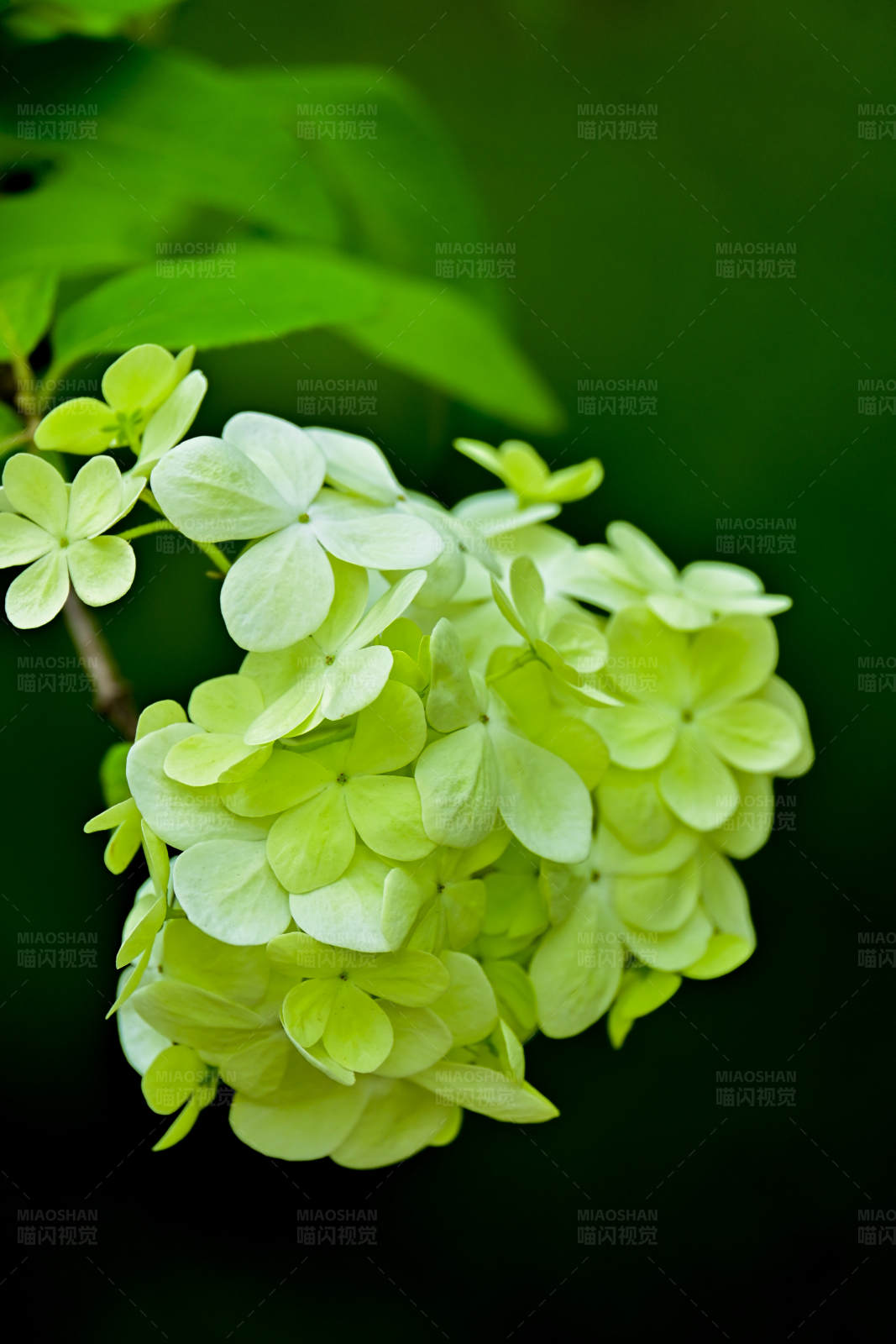 綠色繡球花