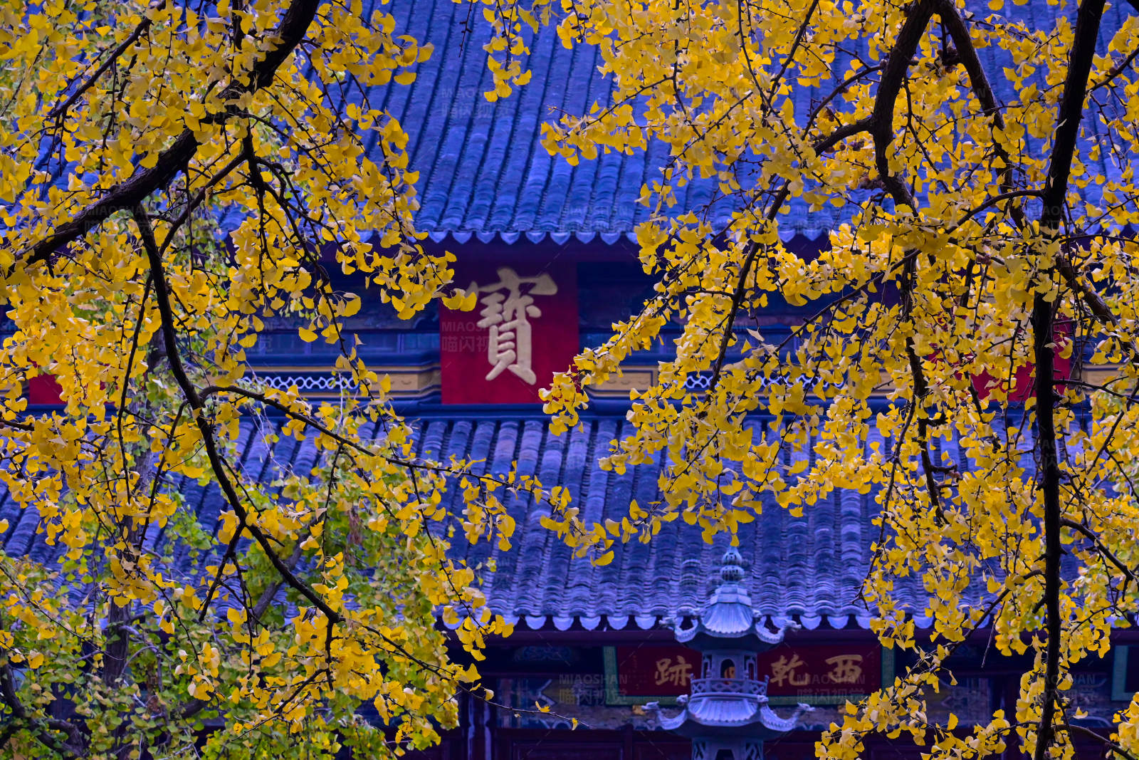 秋葉映古寺