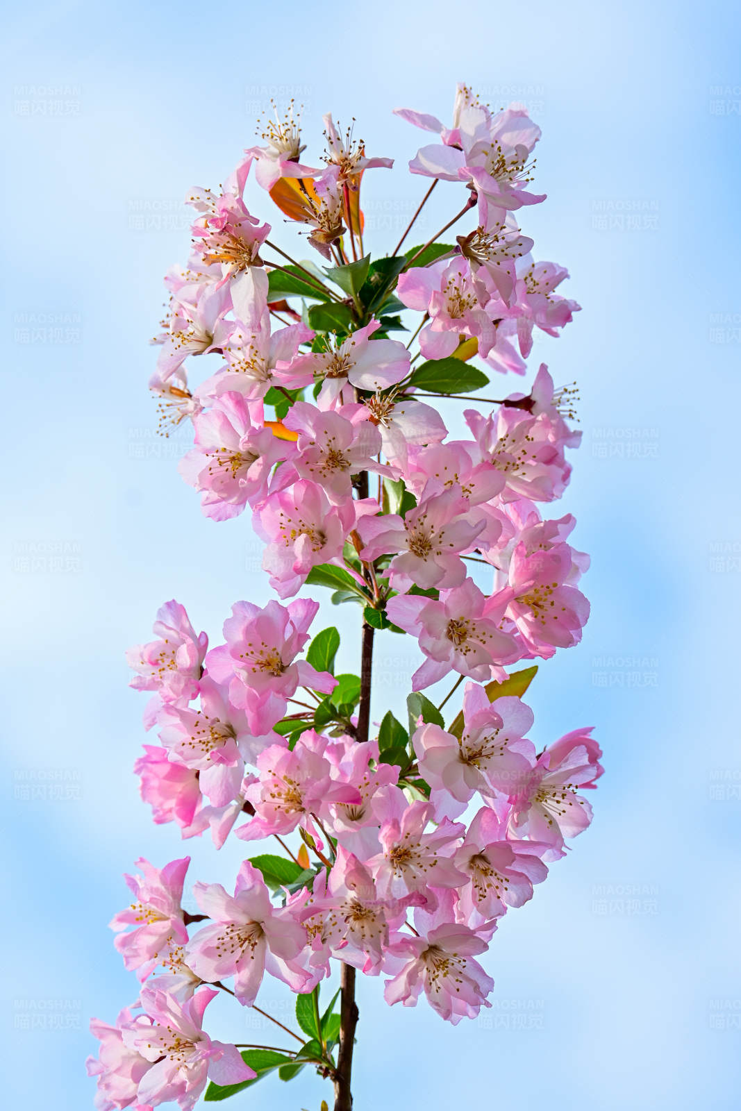 粉色花朵映藍天