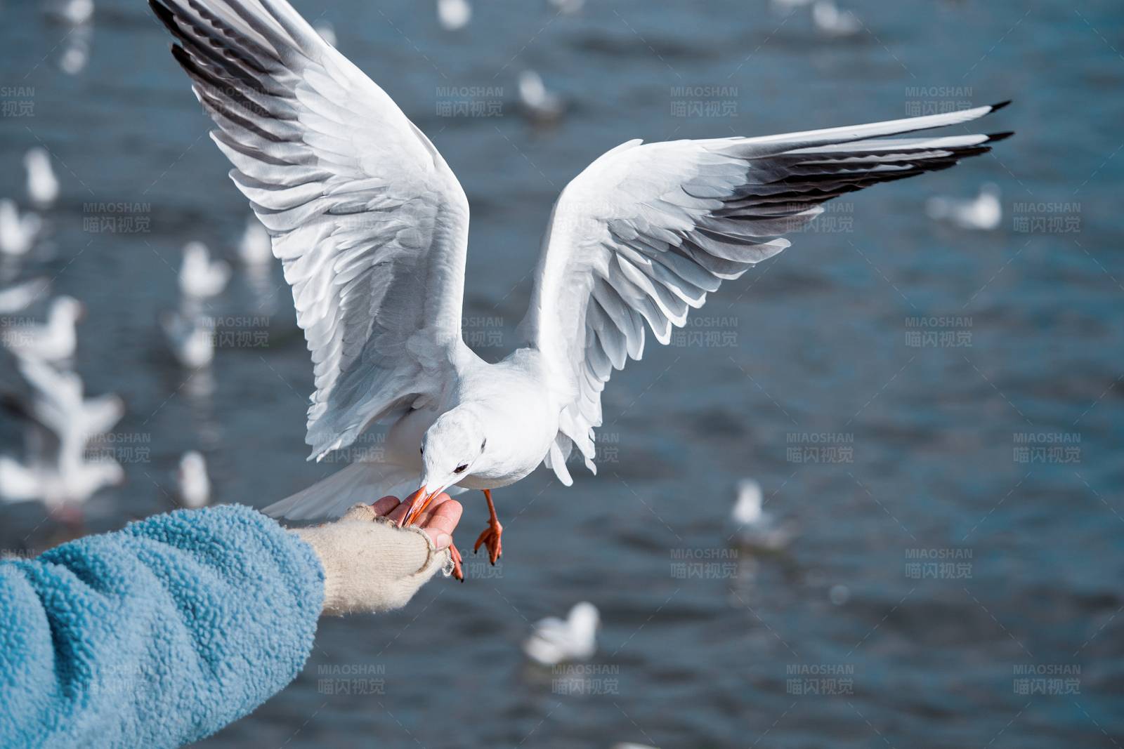 海鷗覓食