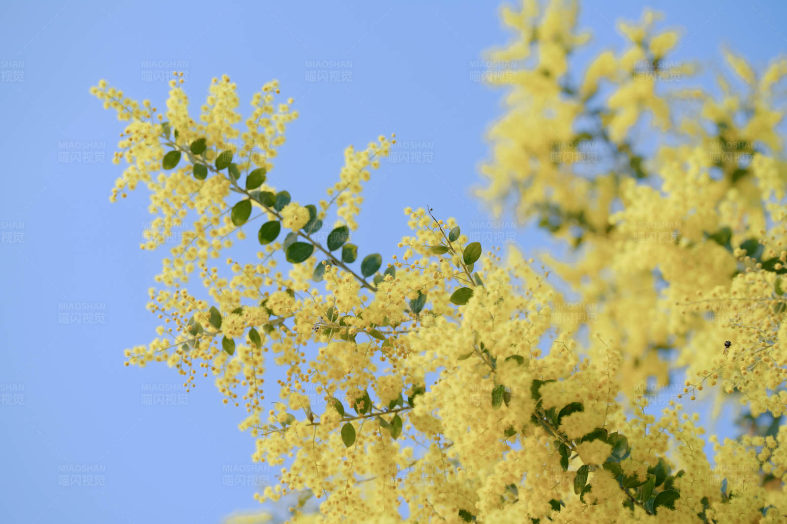 金黃花海 春意盎然