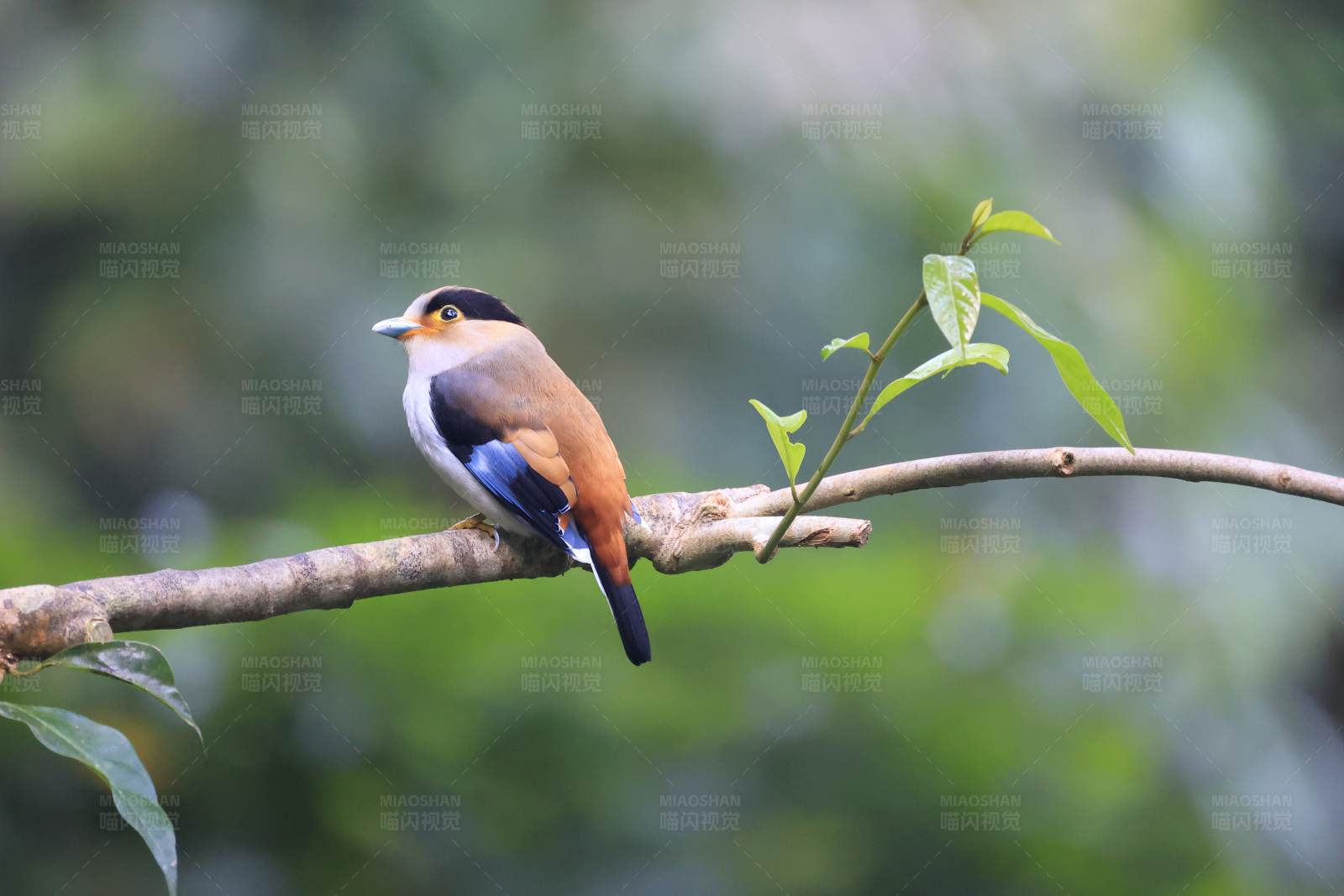 銀胸絲冠鳥 西雙版納