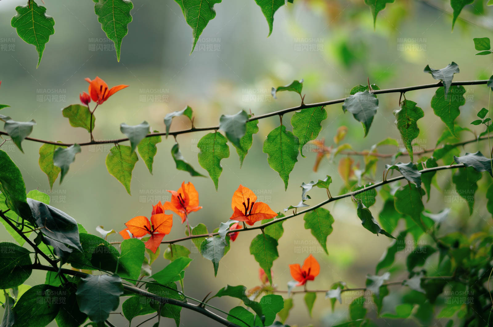 橙花綠葉