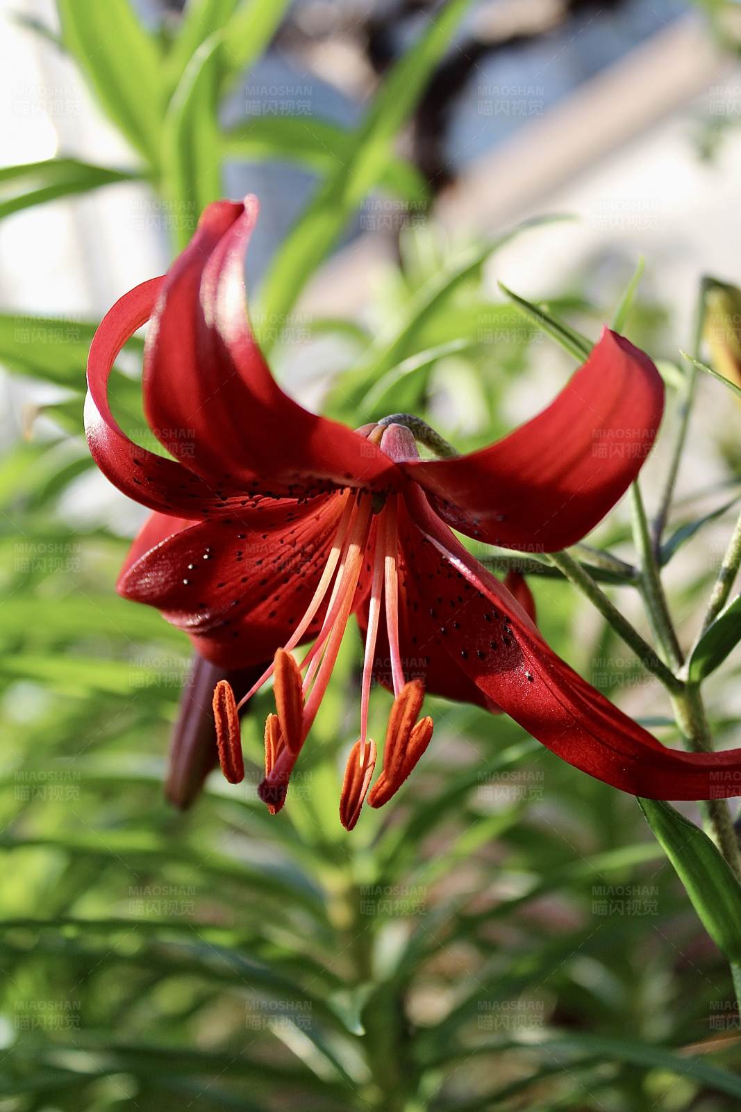 紅色百合花的美麗瞬間