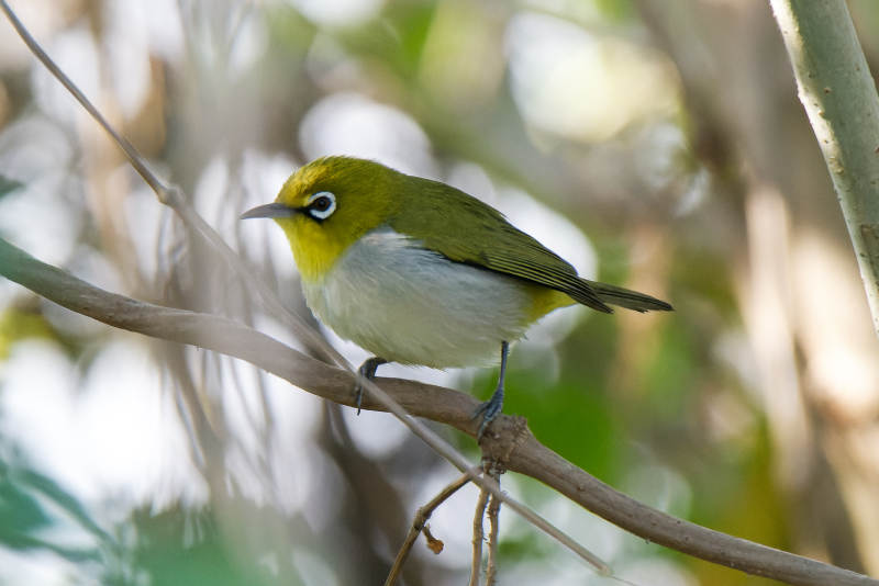 黃羽鳥棲息枝頭