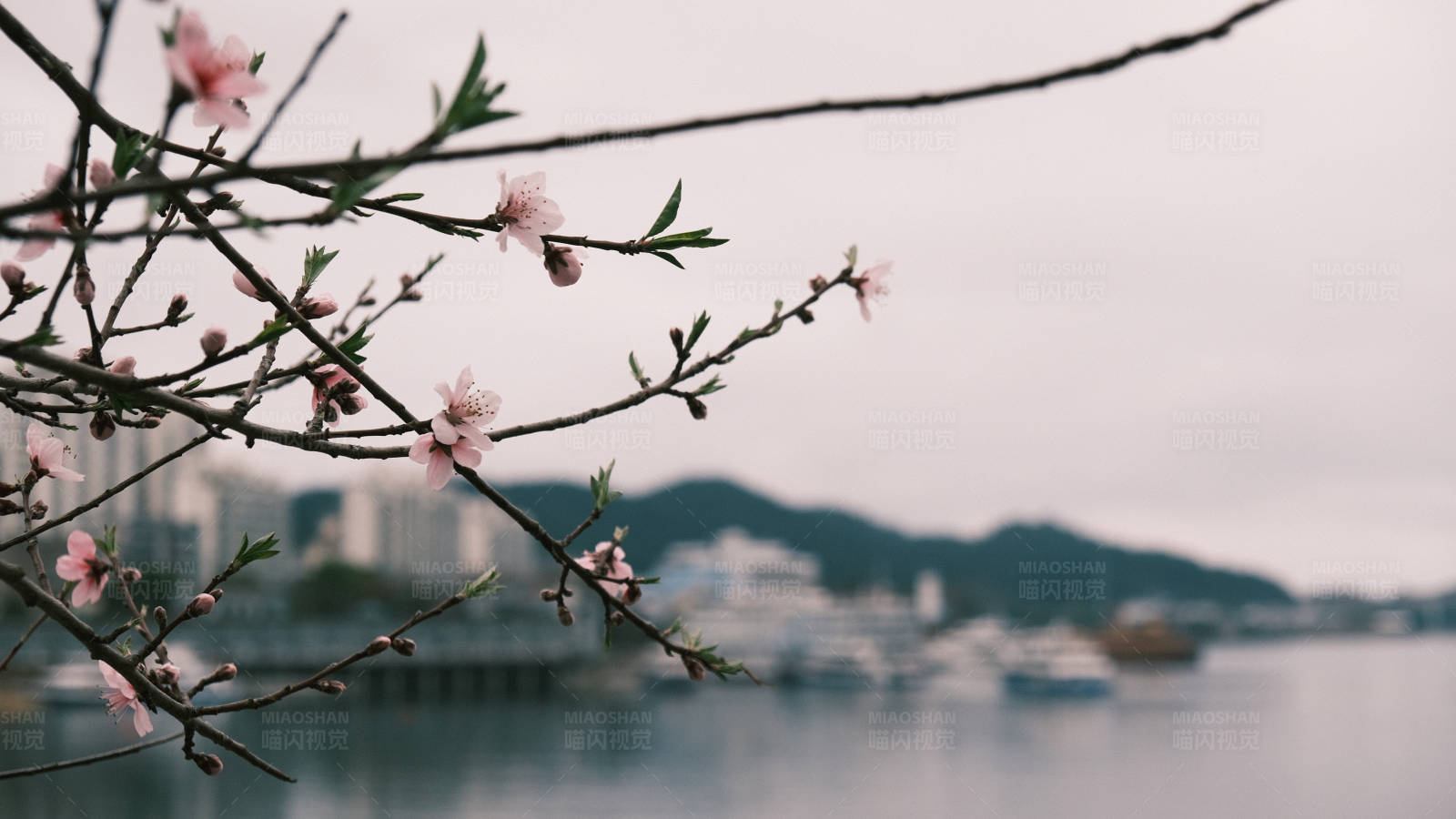 桃花盛開的港口