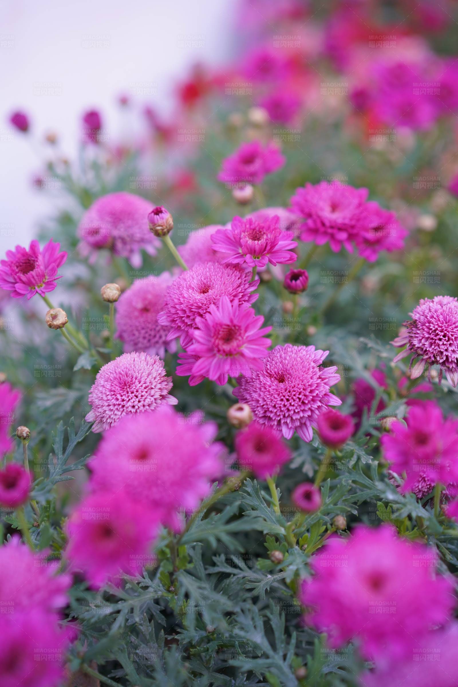 粉色菊花盛開(kāi)的花壇