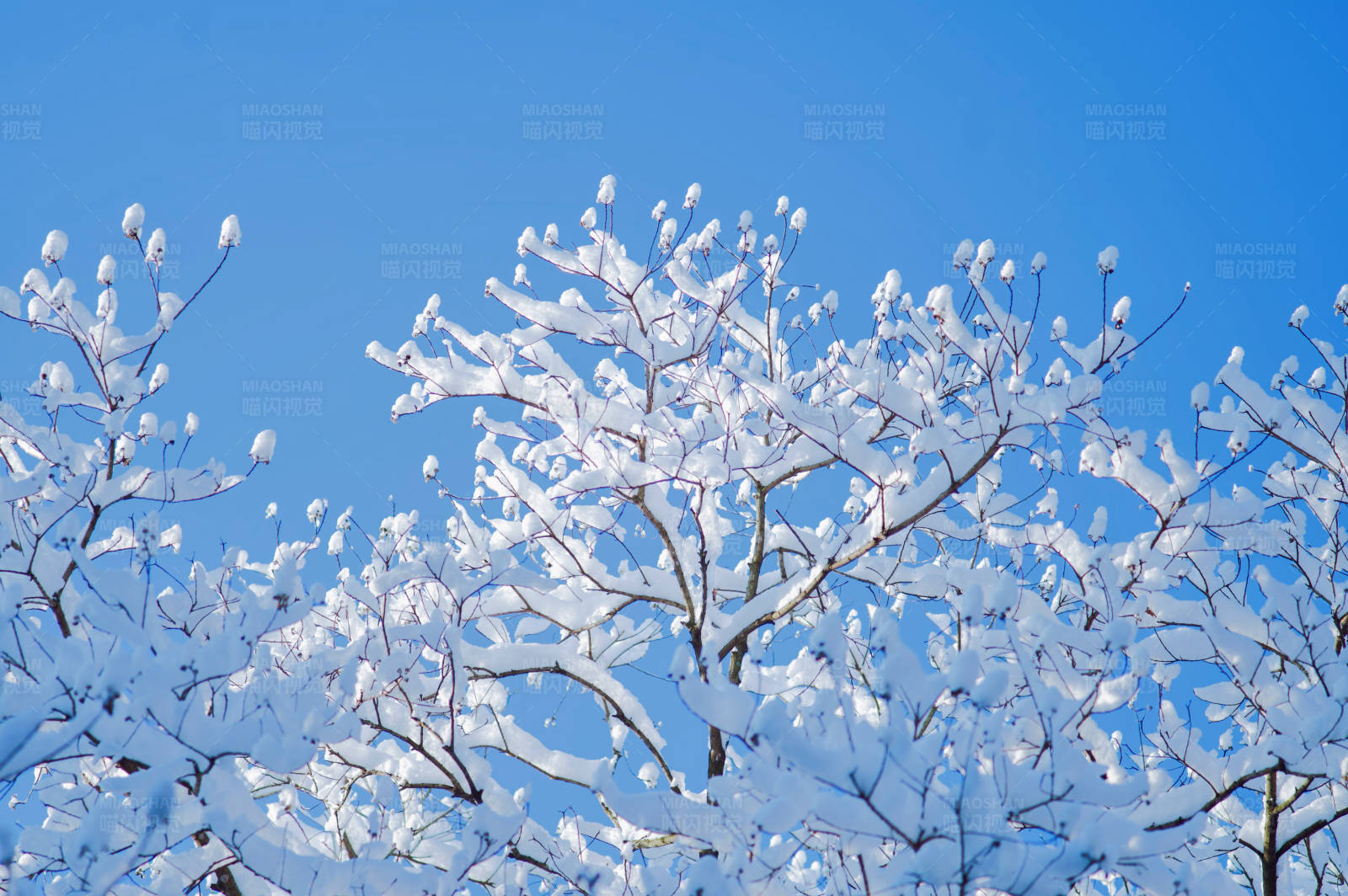 雪覆枝頭 冬日美景