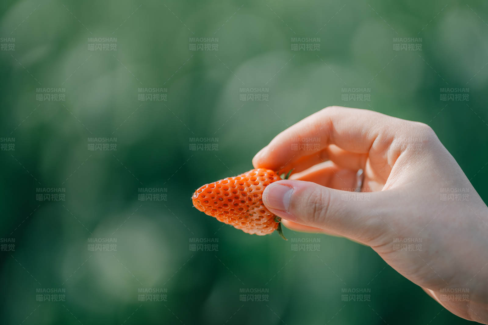 手握新鮮草莓