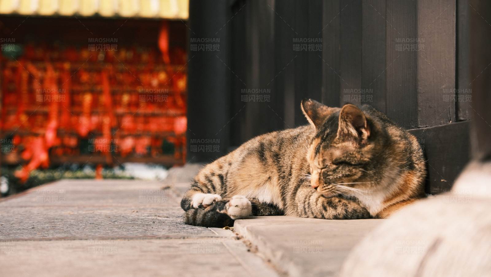 猫咪在门口打盹