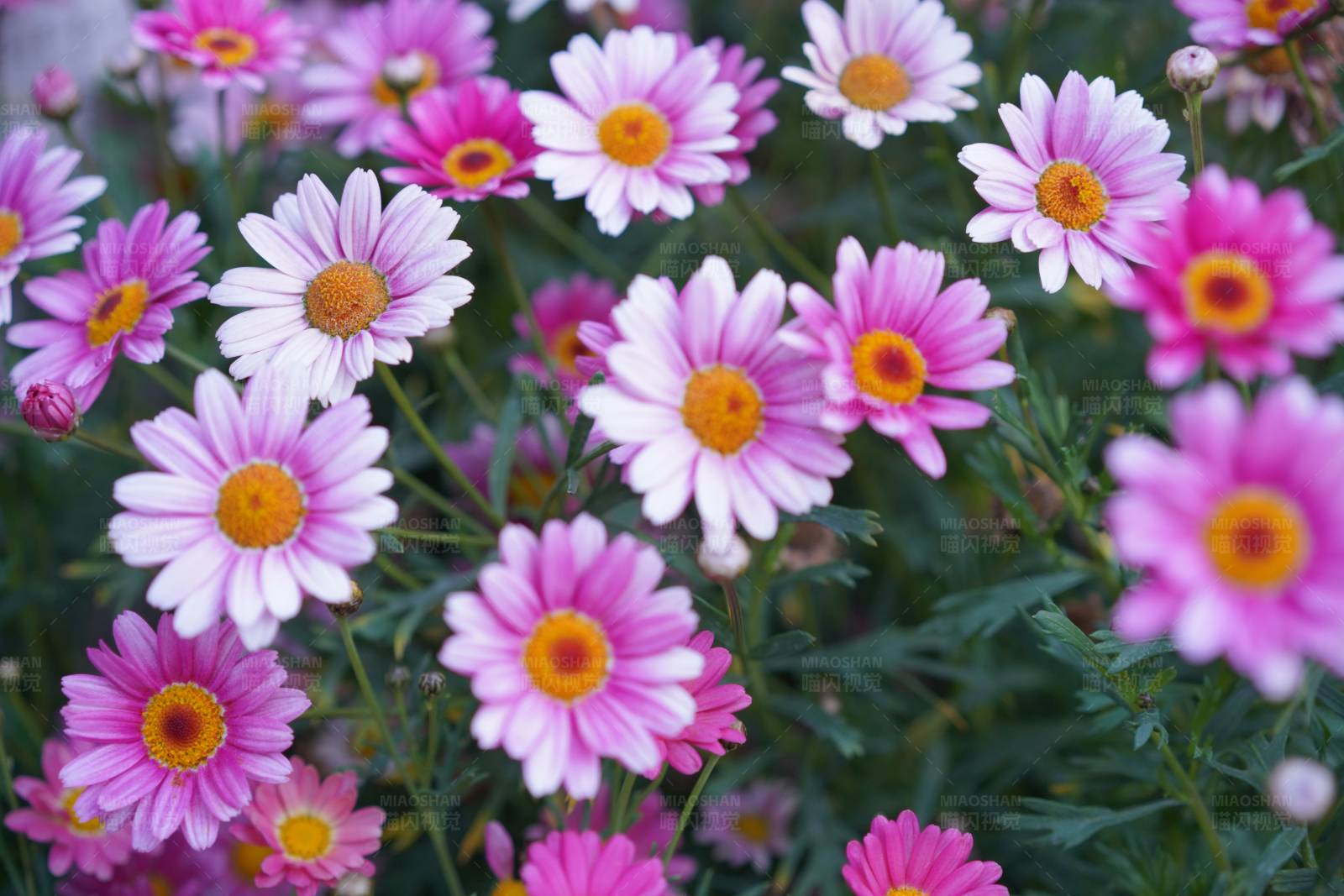 粉色雛菊花園