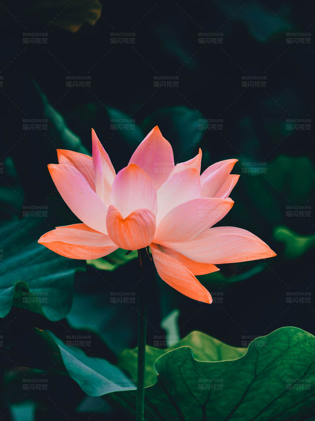 綻放的蓮花