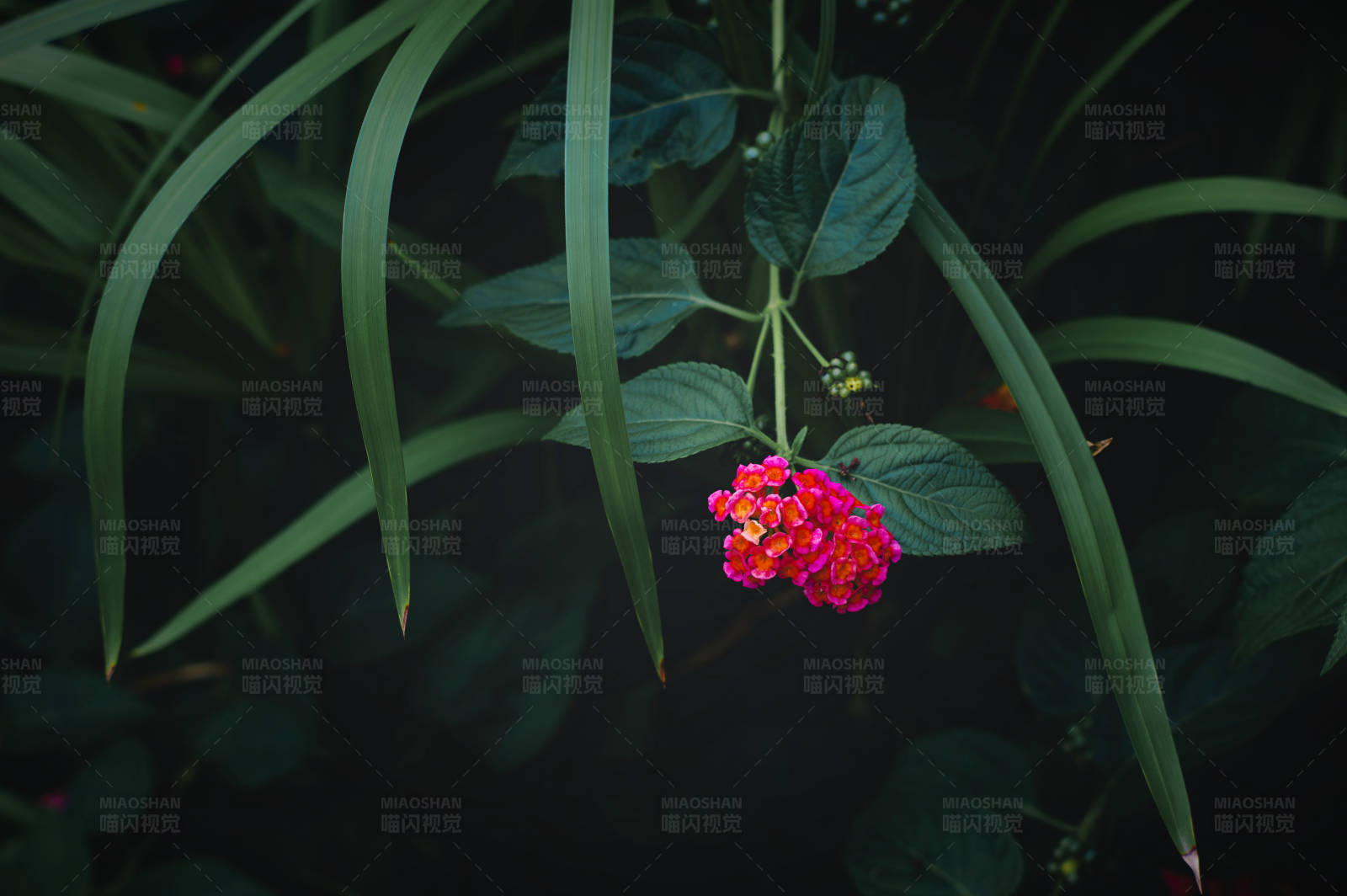 暗夜中的紅花