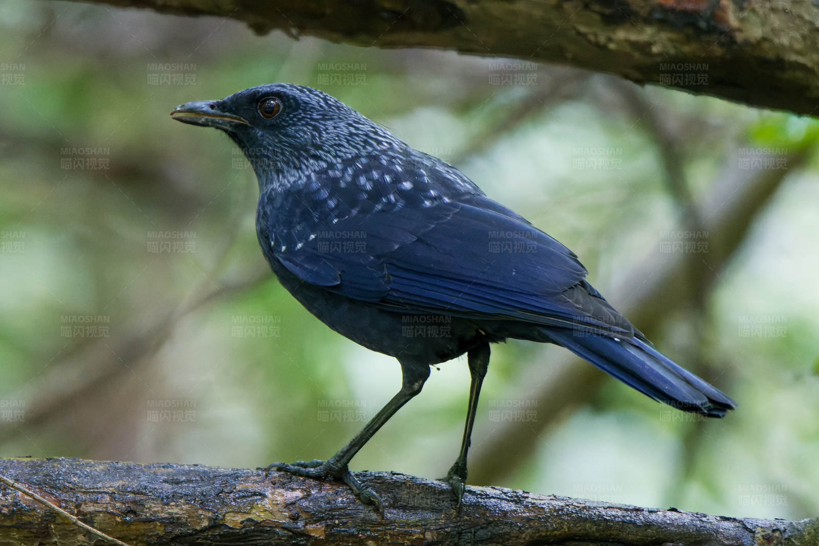 藍斑點鳥棲息樹枝