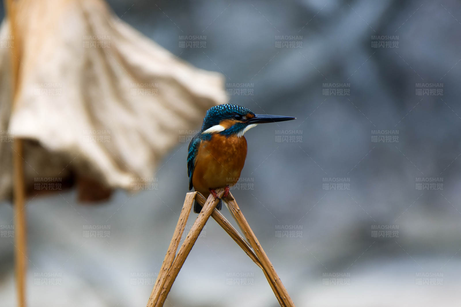 翠鳥棲息枯枝上