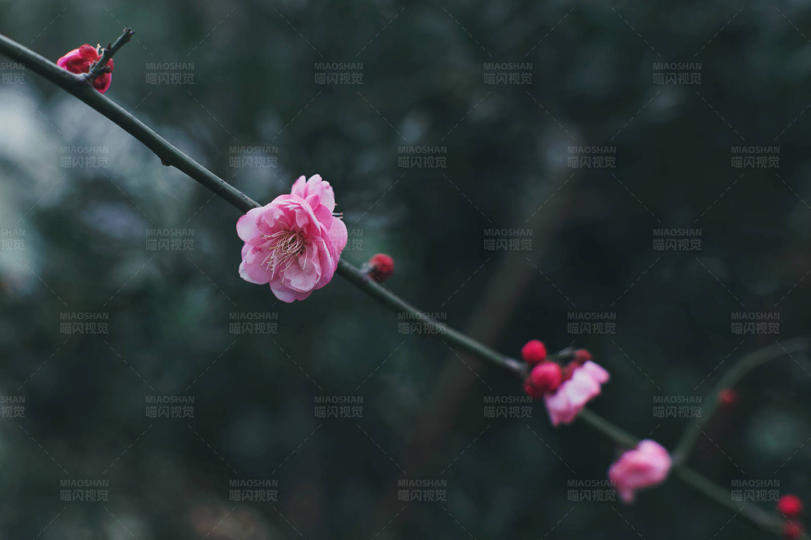 冬日梅花綻放