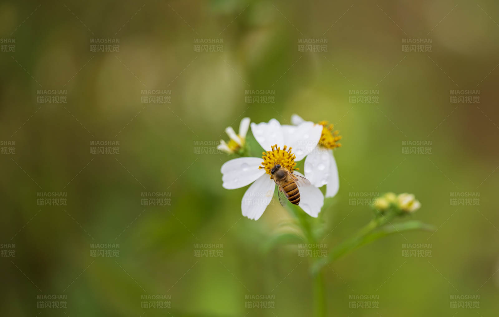 蜜蜂采蜜