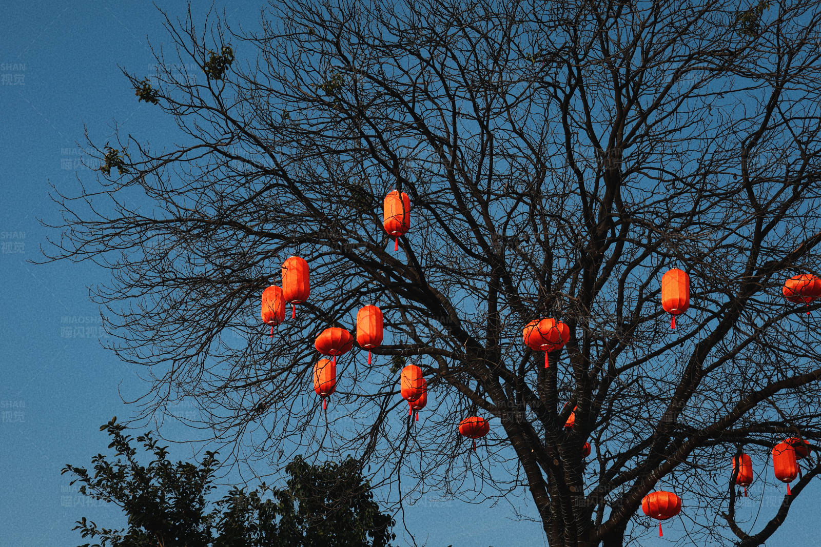 樹上掛滿紅燈籠