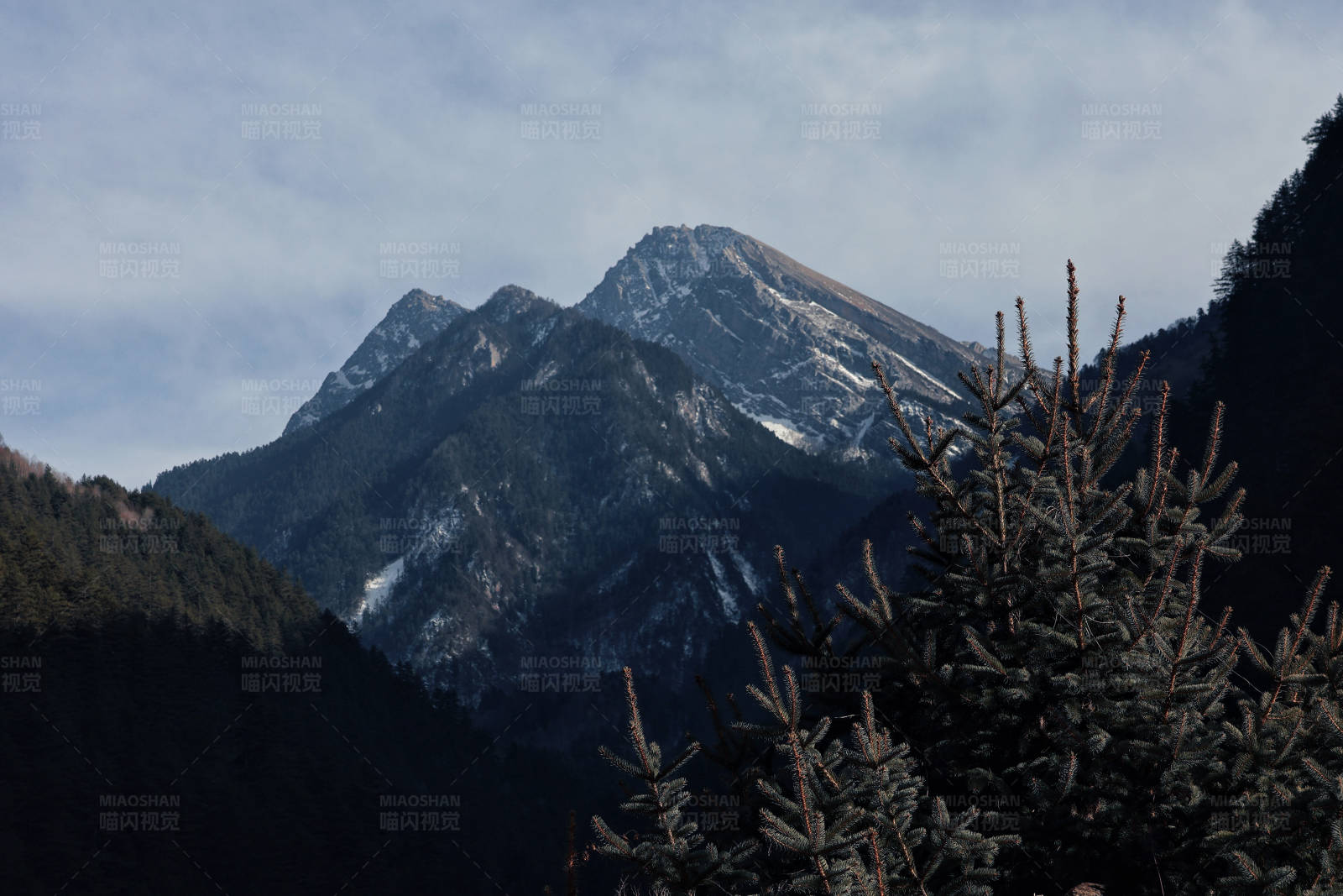 雪山松柏