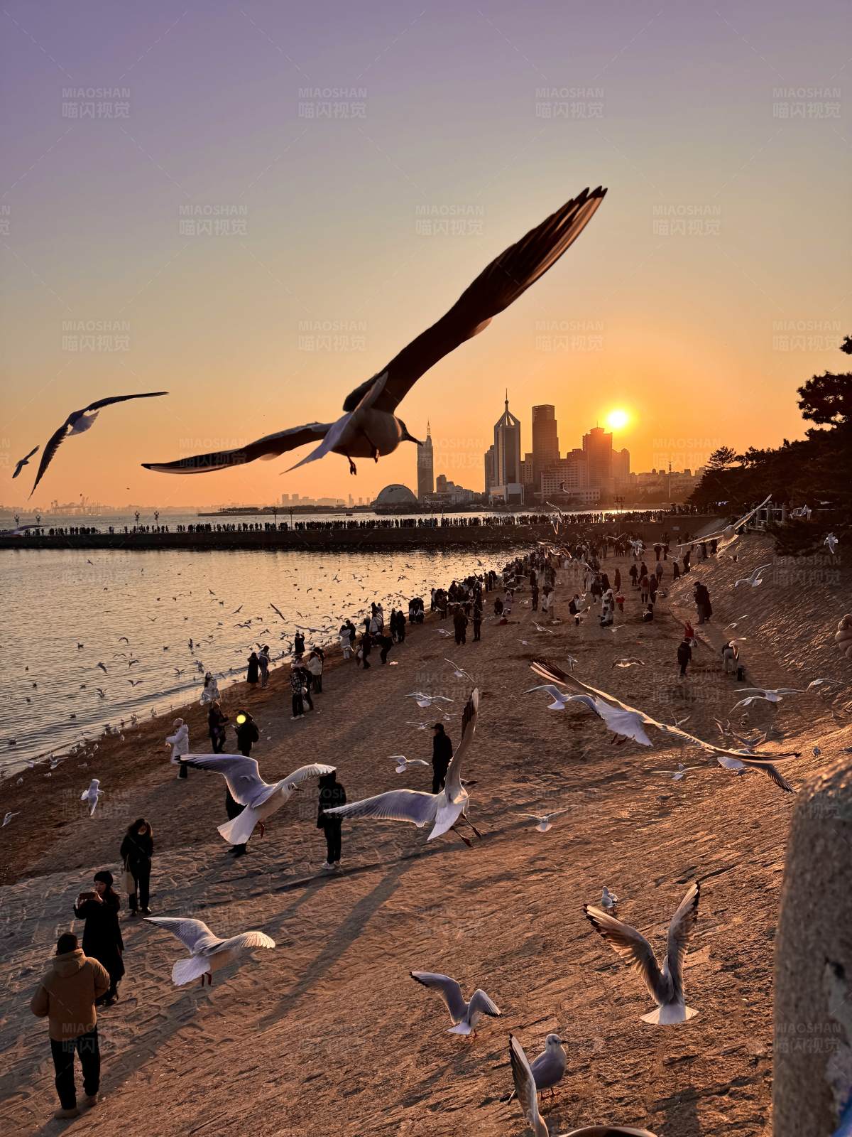 夕陽(yáng)海鷗