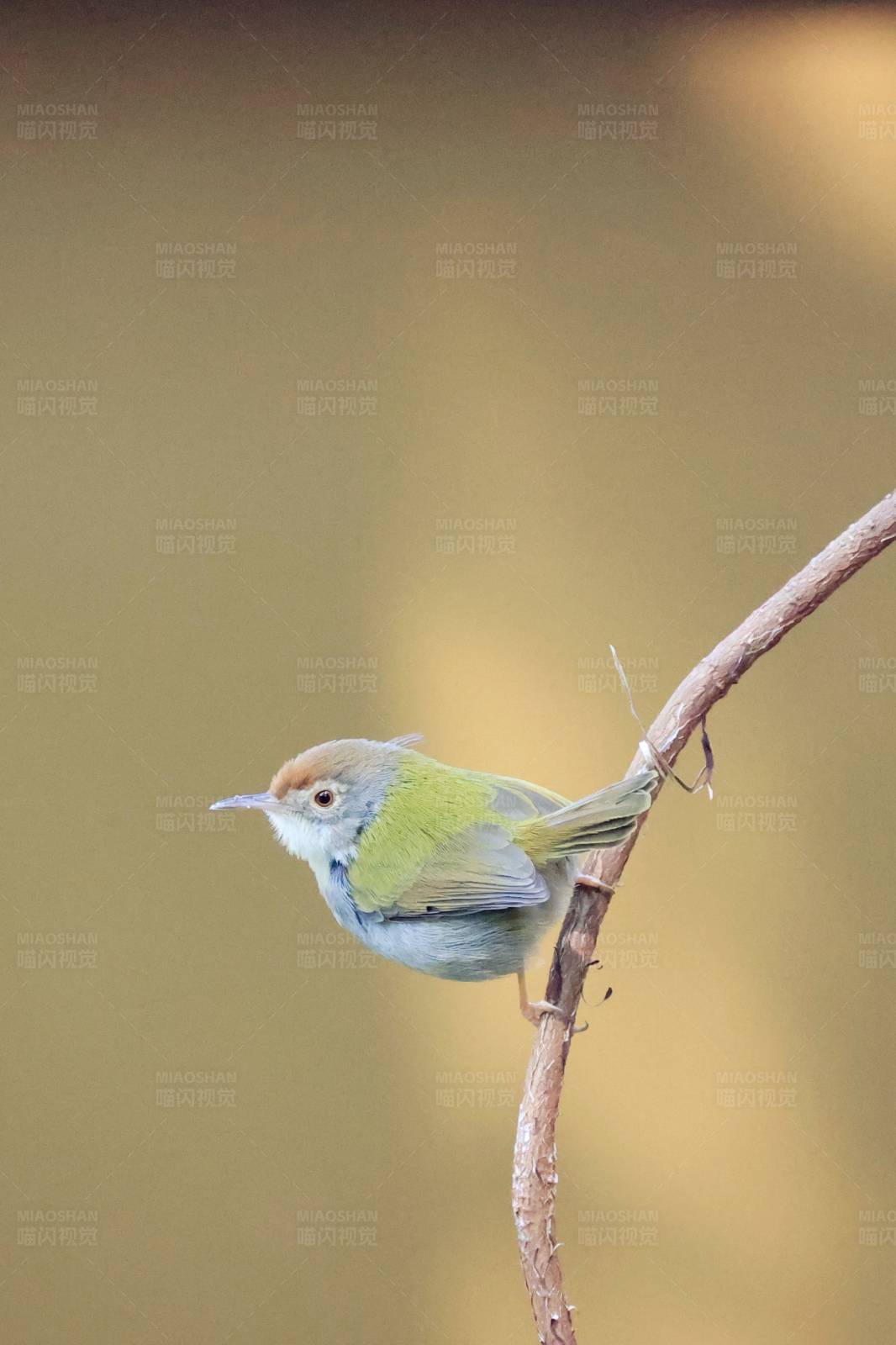 長尾縫葉鶯 南寧良鳳江公園