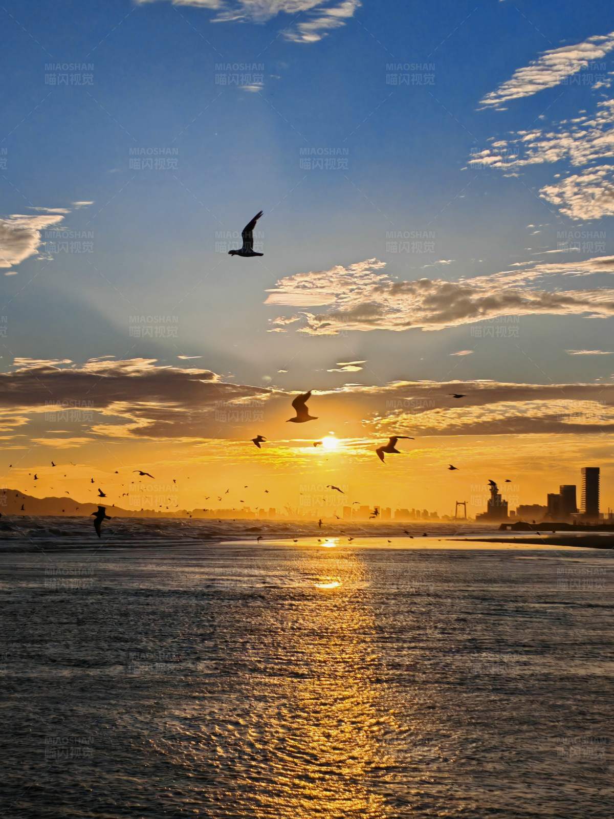 海鷗與夕陽共舞