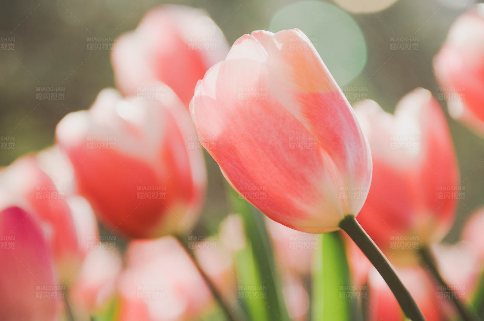 粉色郁金香花海