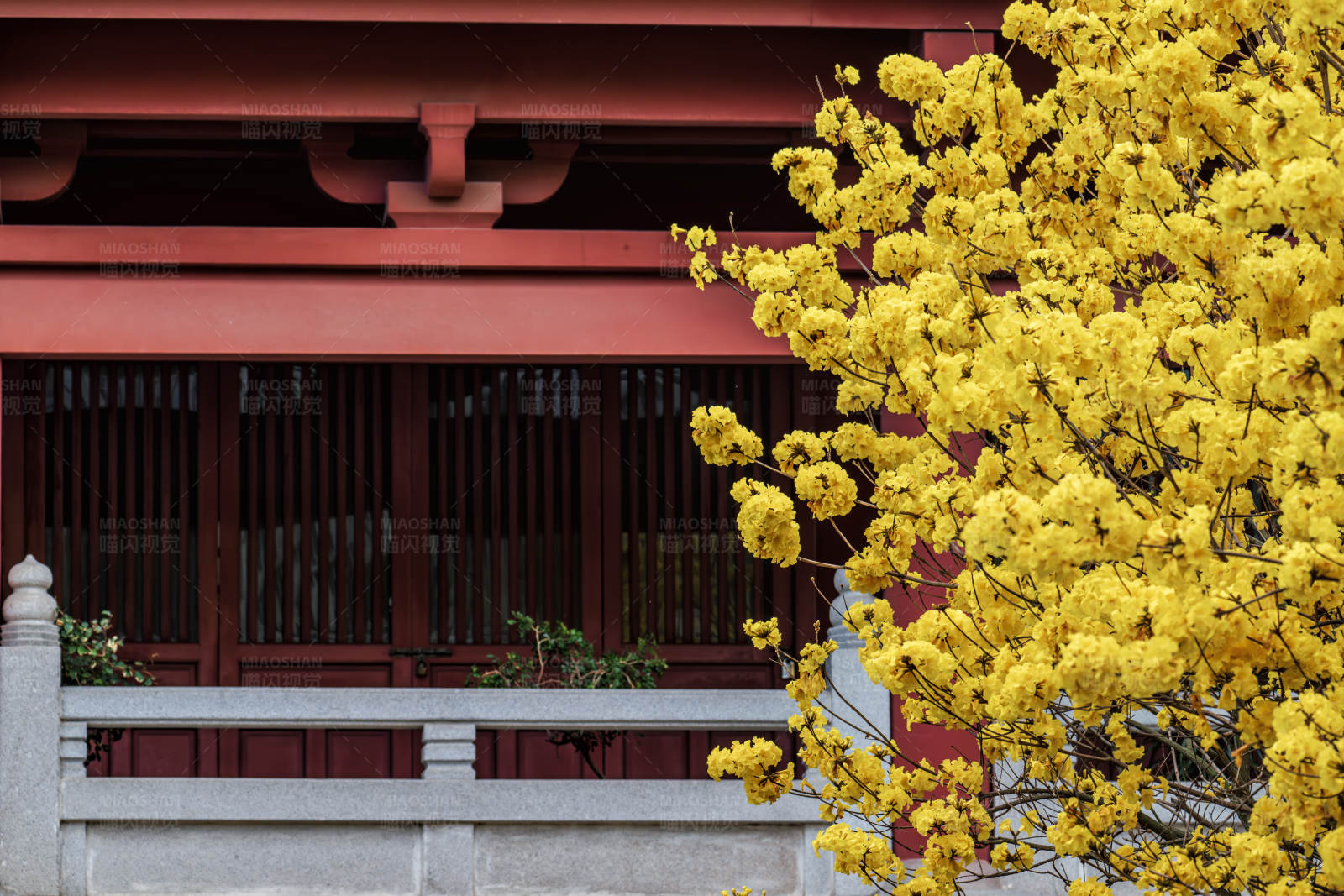 黃花紅墻 春意盎然