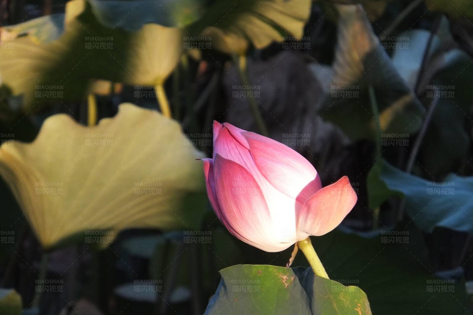 晨曦中的粉紅蓮花