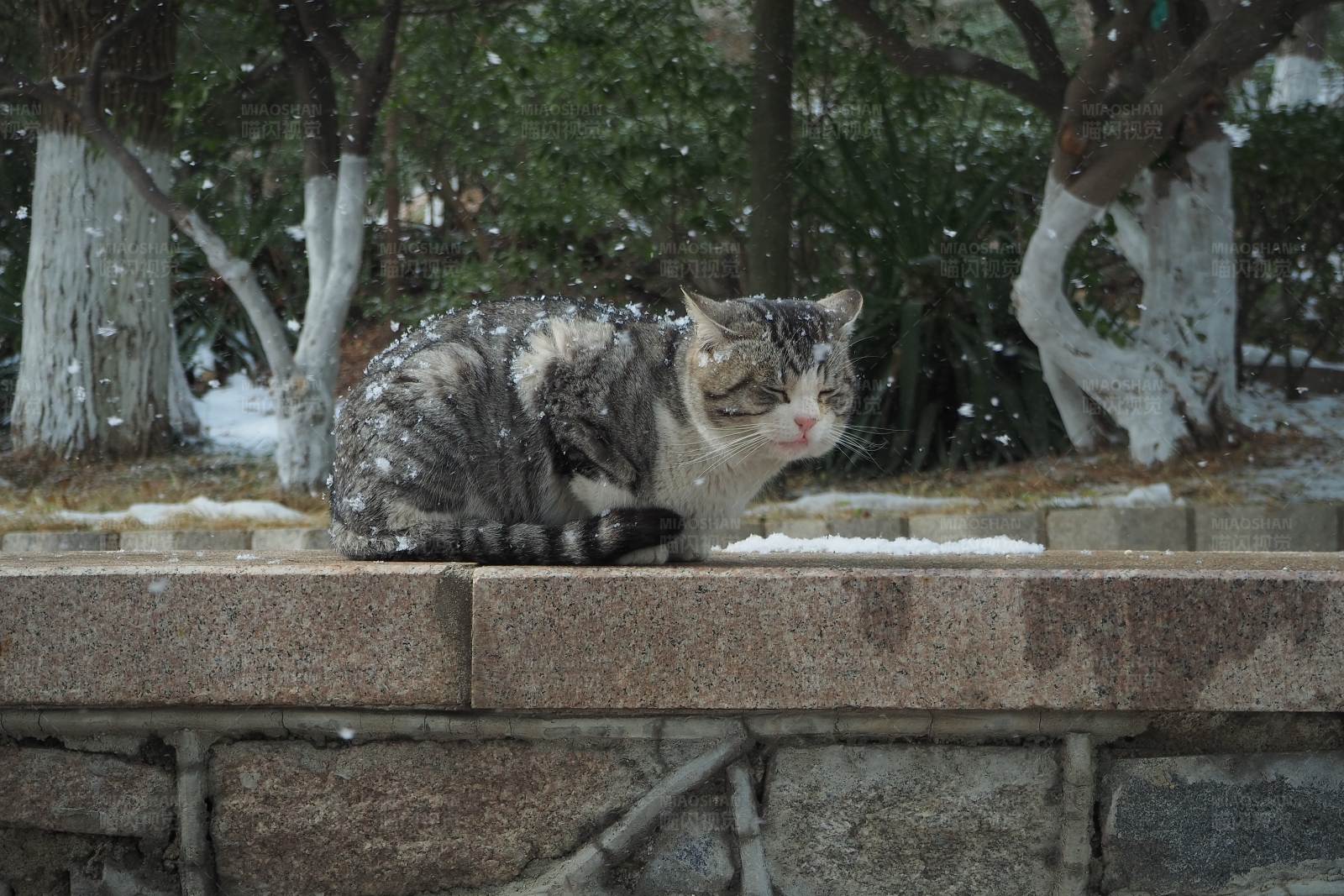 雪中貓