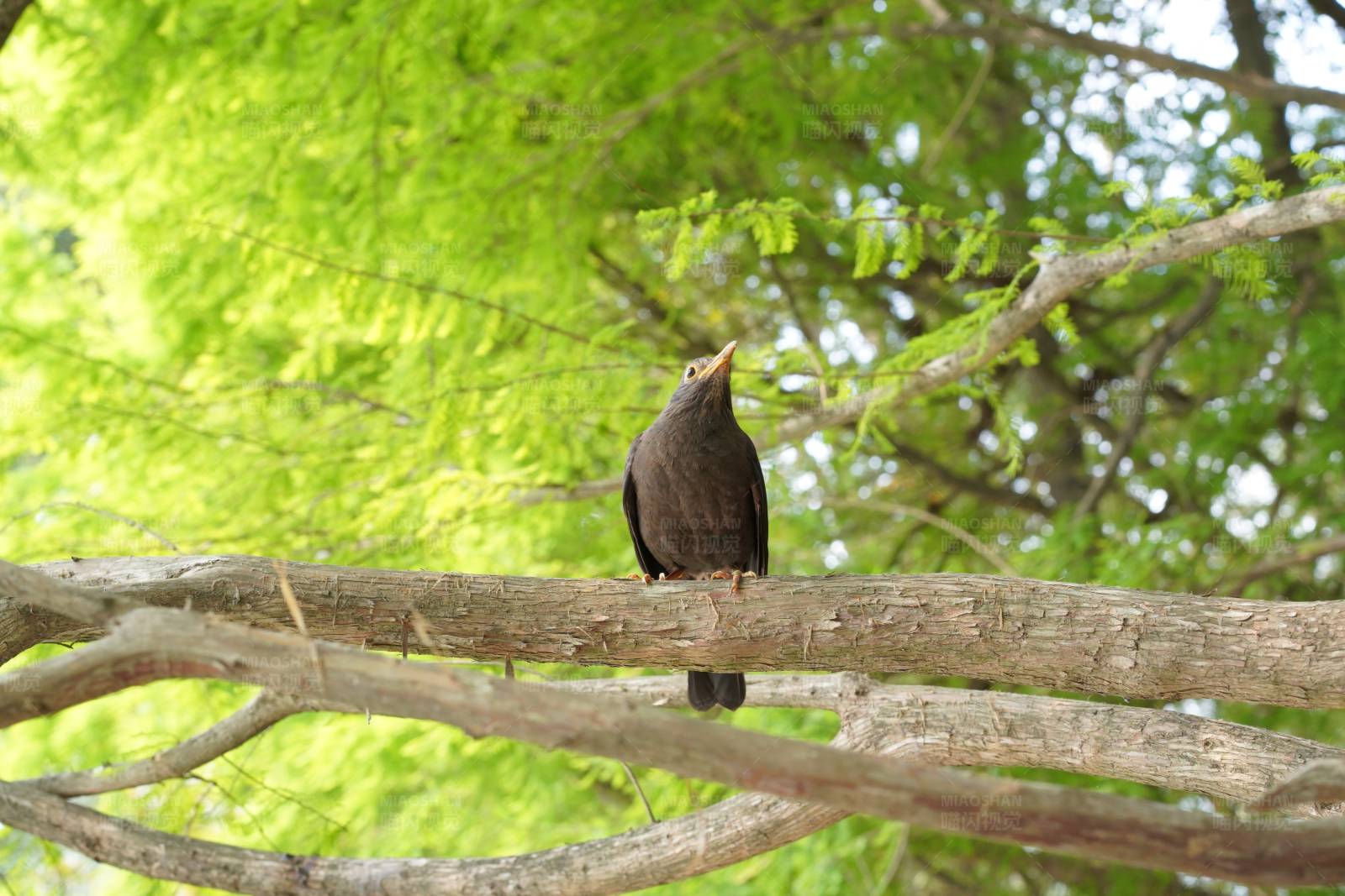 樹枝上的黑鳥