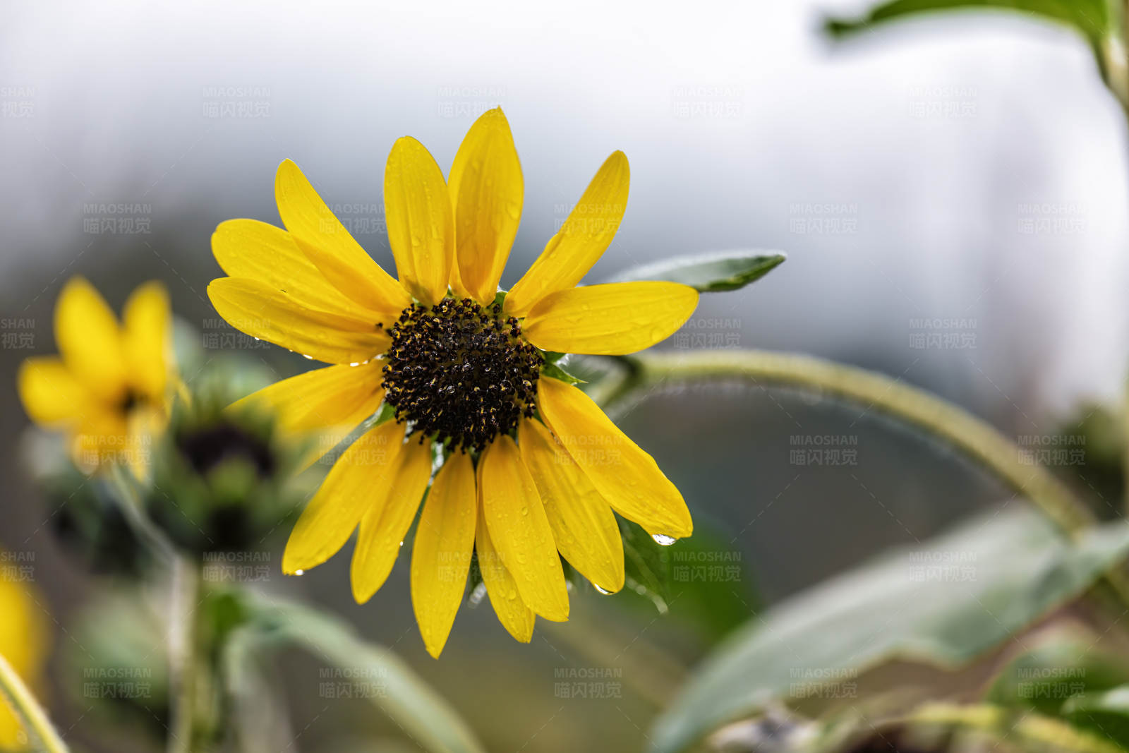 雨后日光菊